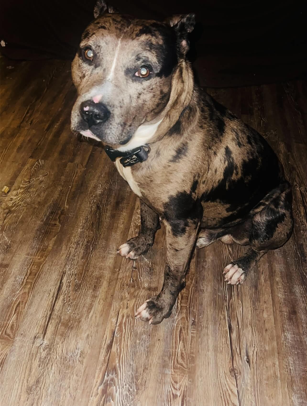 Merle pit bulls image 2