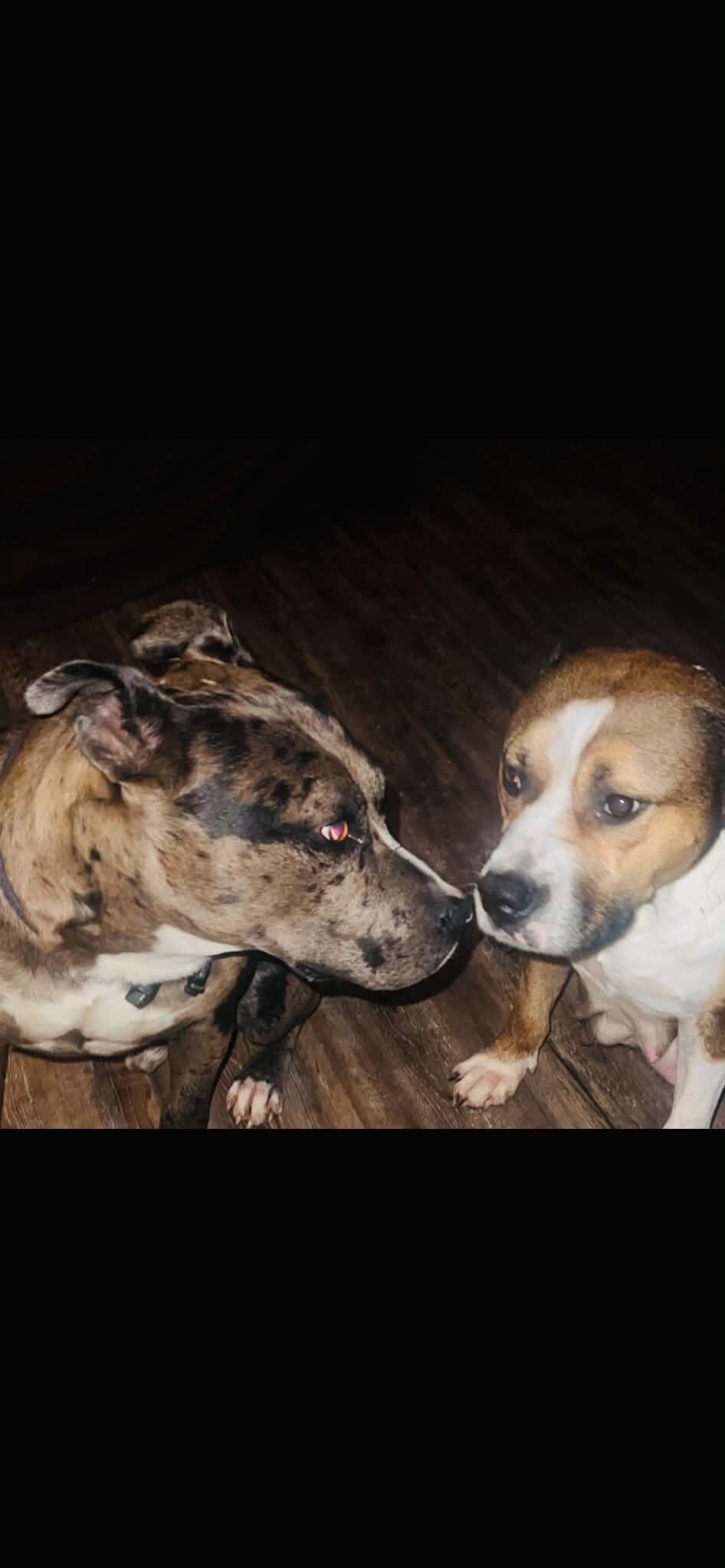 Merle pit bulls image 1
