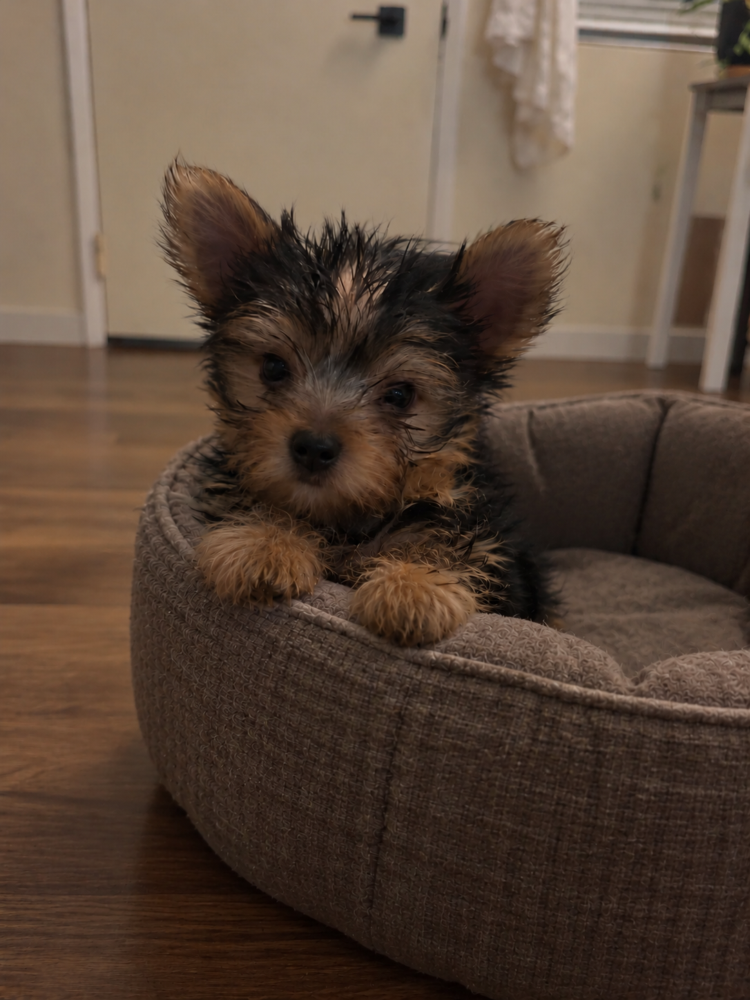Yorkie puppy image 2