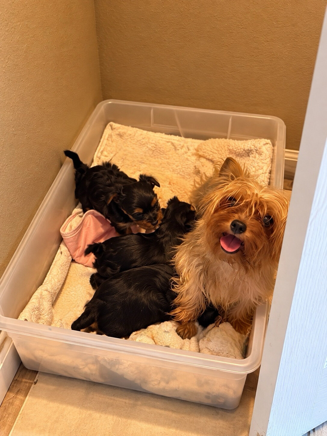 Yorkie puppy image 3