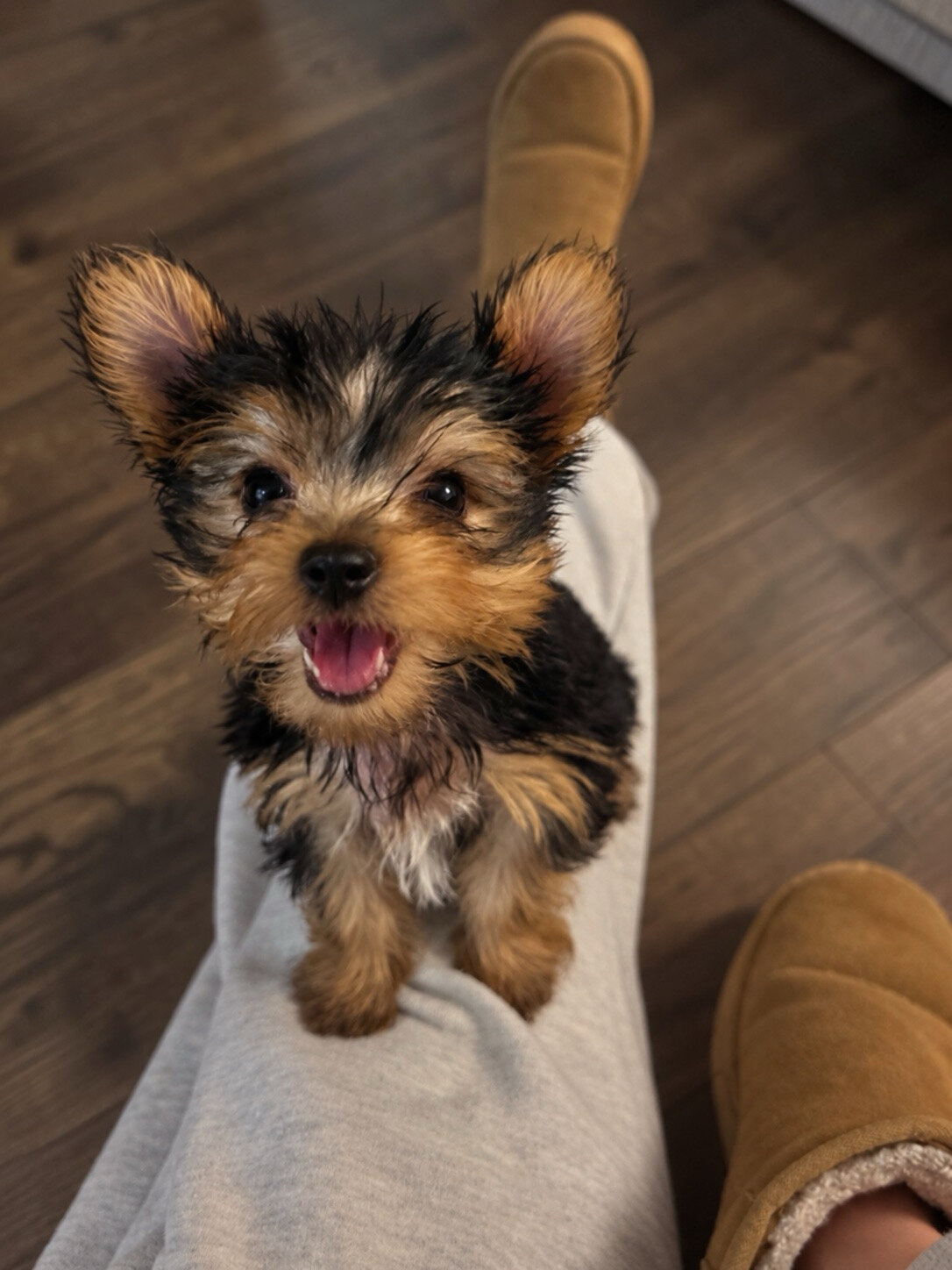 Yorkie puppy image 1