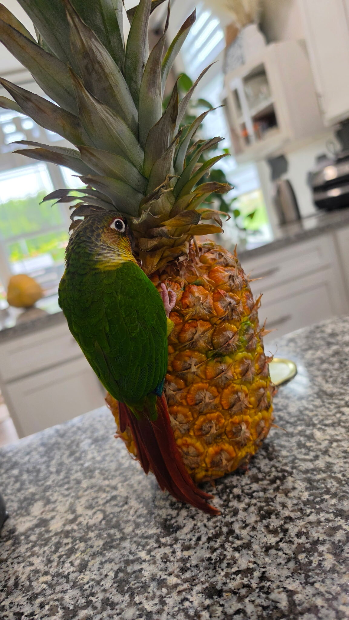 Green Cheek Conure image 1