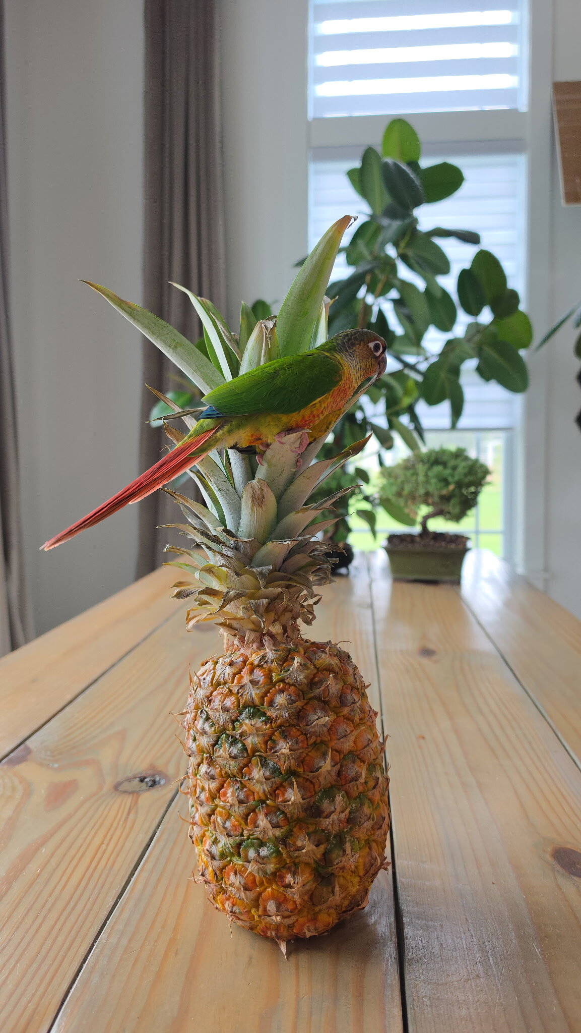 Green Cheek Conure image 2
