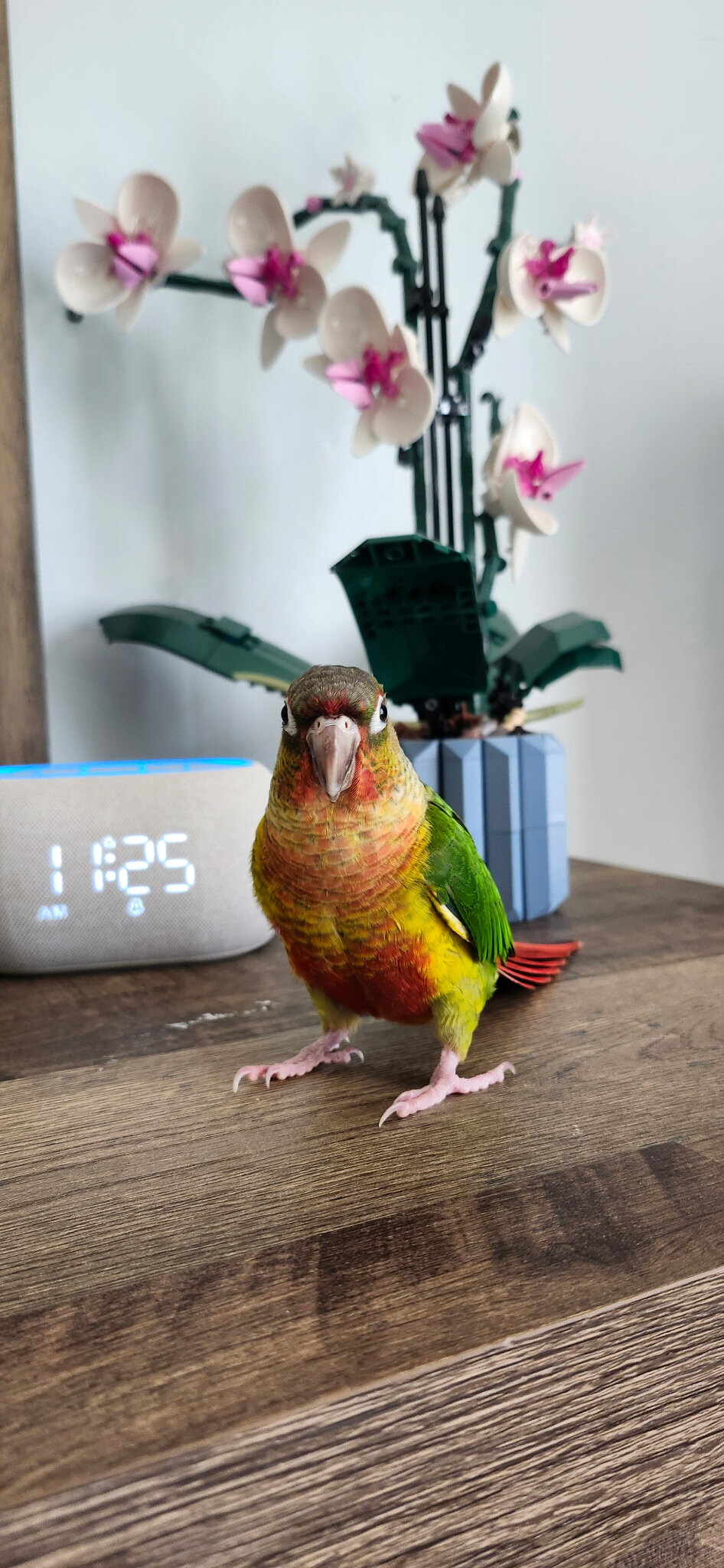 Green Cheek Conure image 3