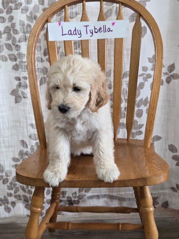 Puppies image 1