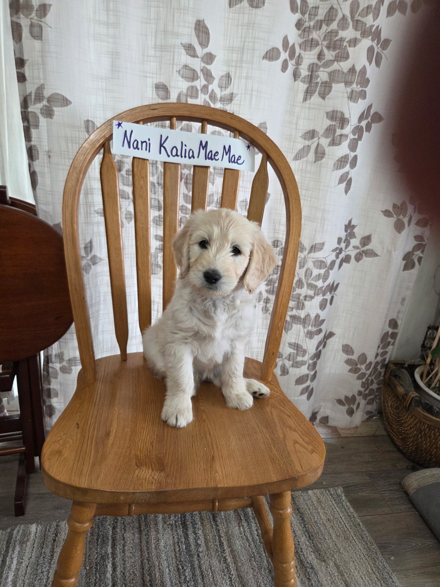 Puppies image 5