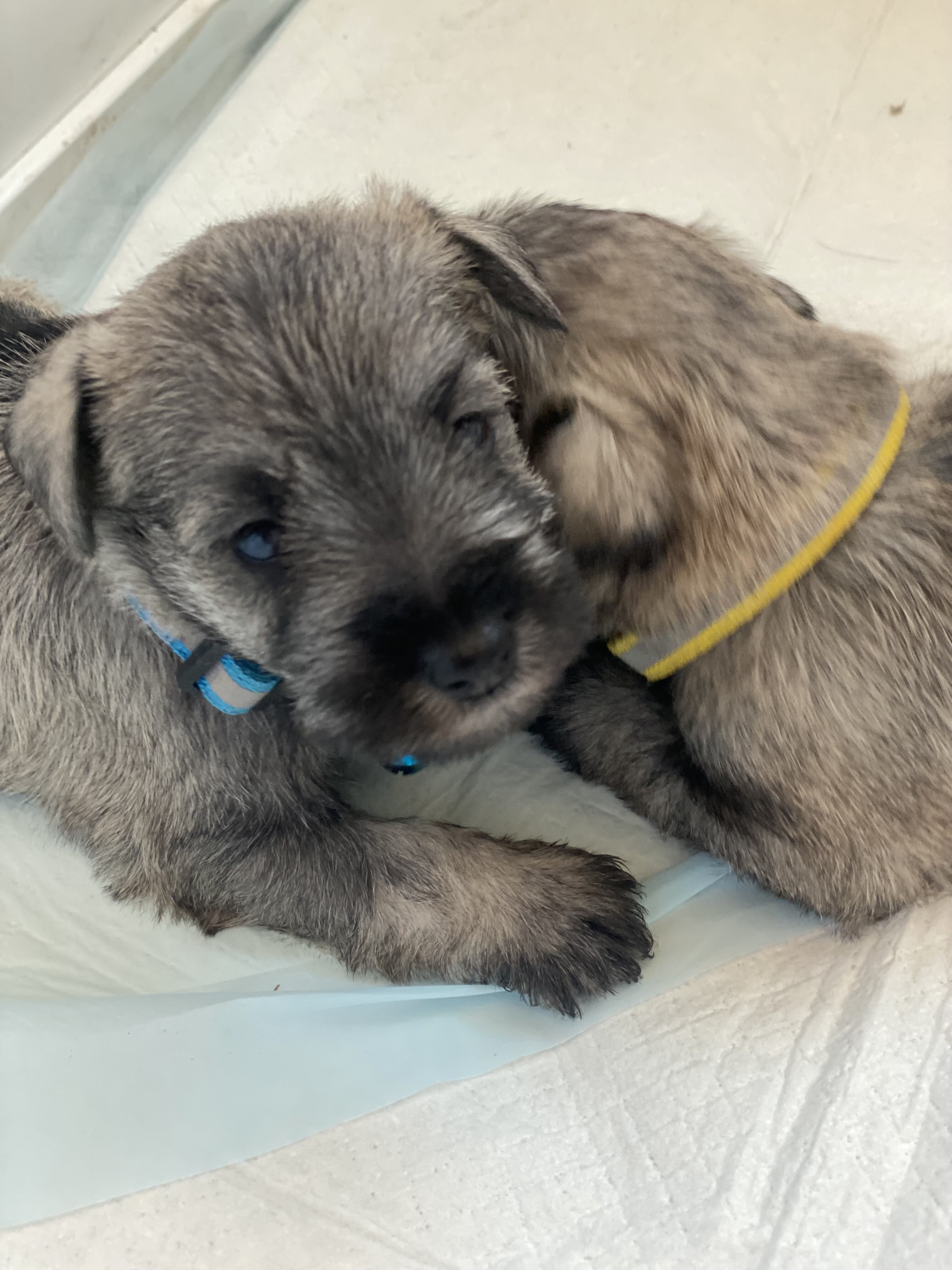 Miniature schnauzer puppies,  4 females, 2 males image 7