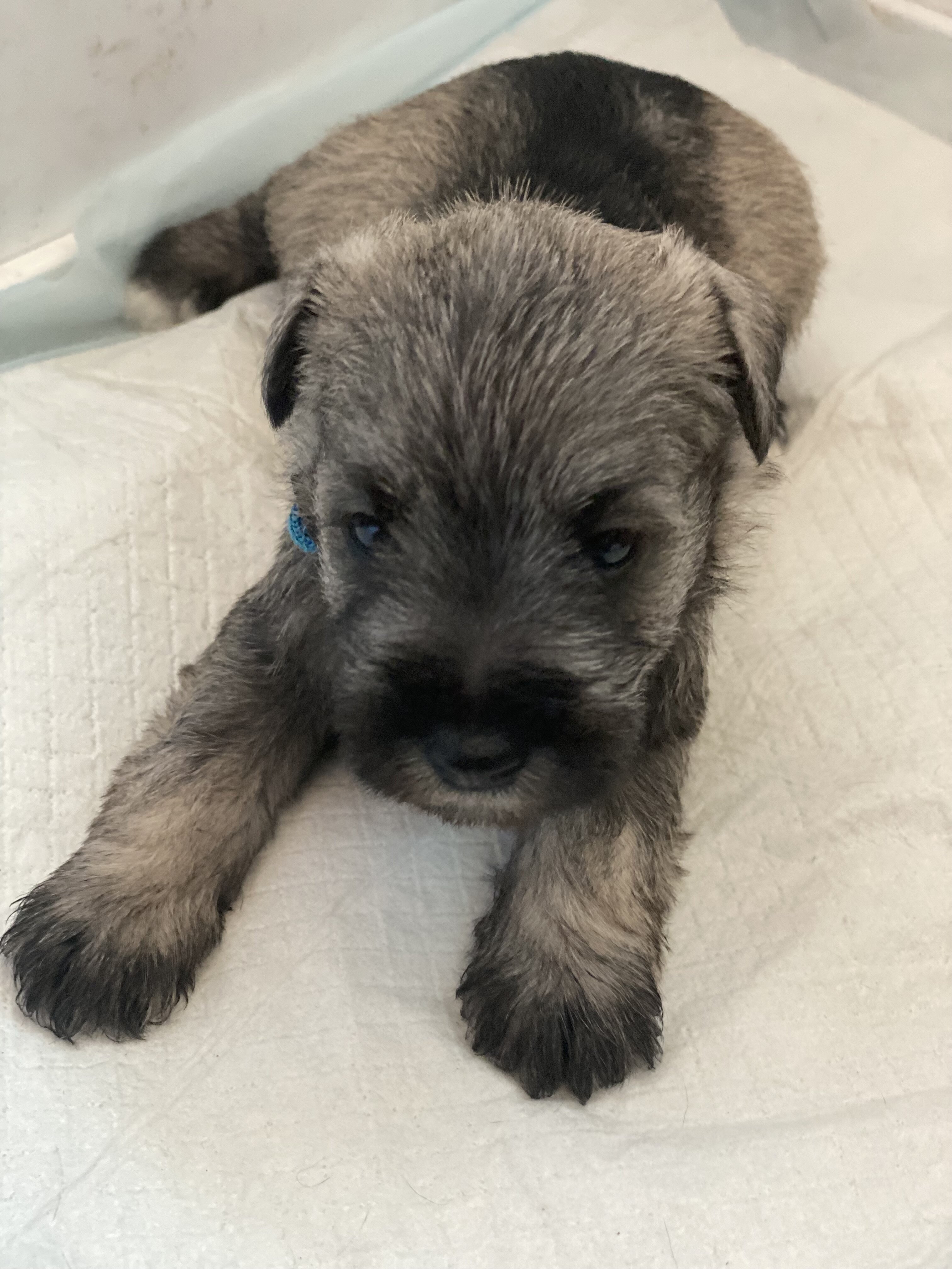 Miniature schnauzer puppies,  4 females, 2 males image 6