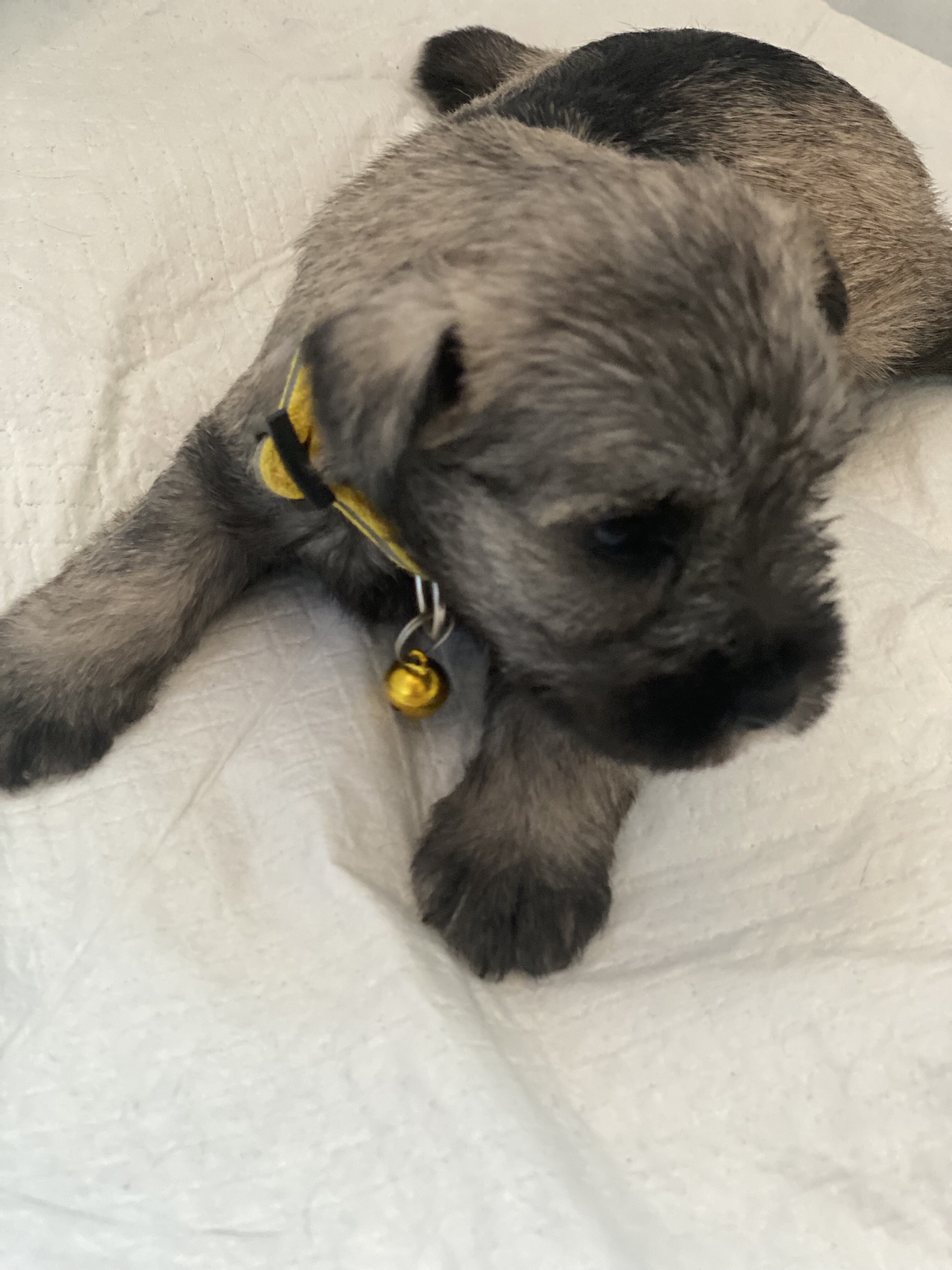 Miniature schnauzer puppies,  4 females, 2 males image 1