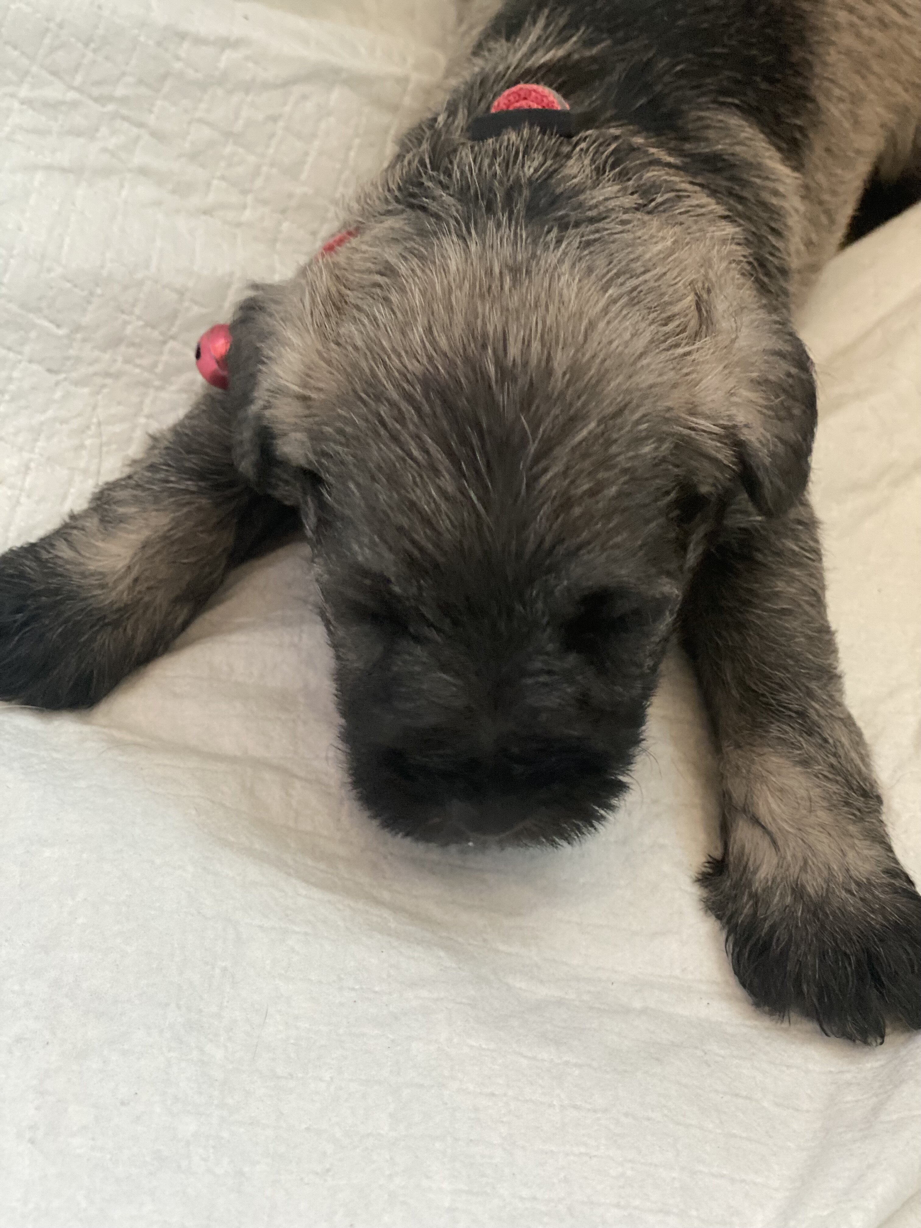 Miniature schnauzer puppies,  4 females, 2 males image 4