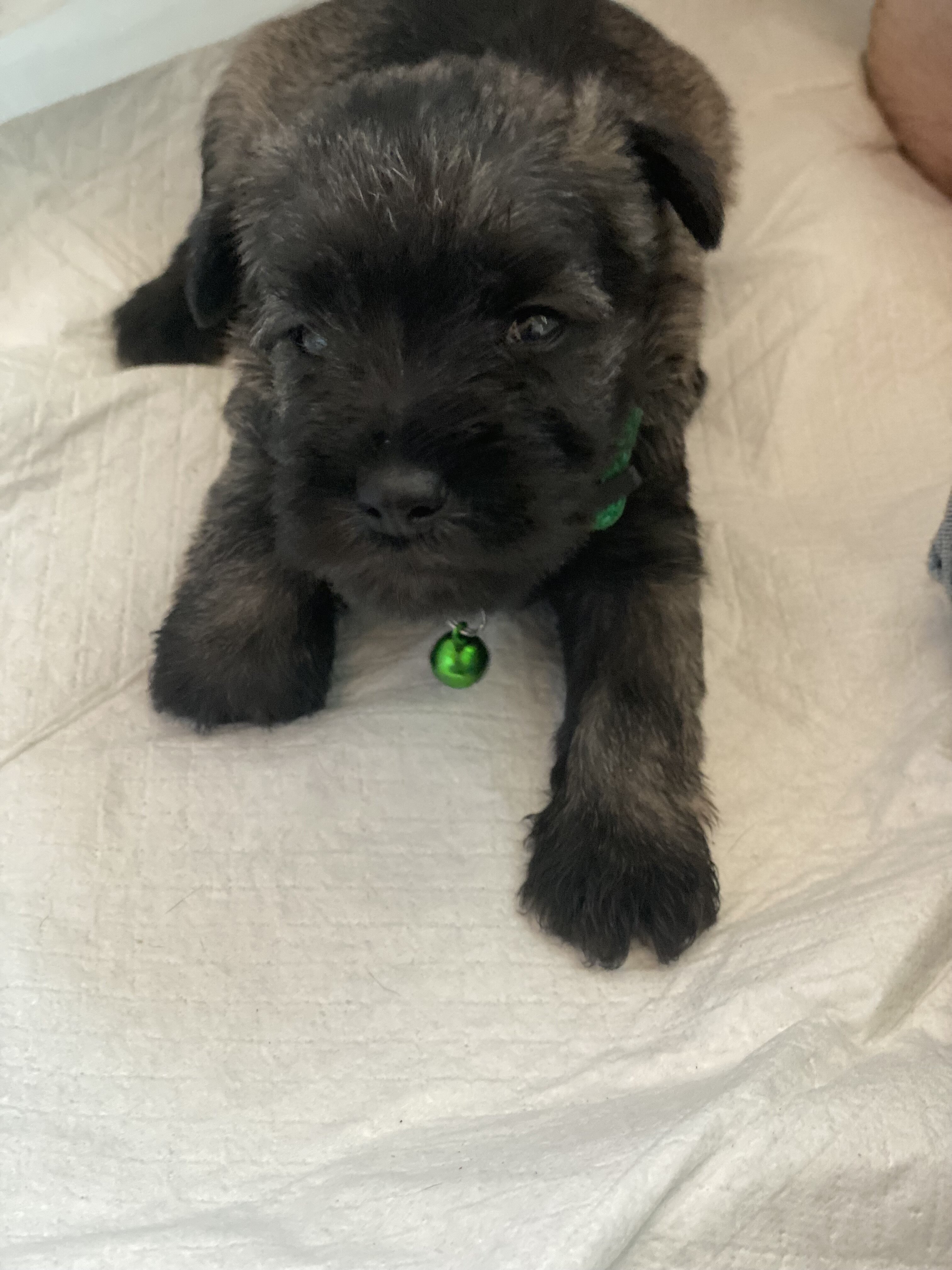 Miniature schnauzer puppies,  4 females, 2 males image 5