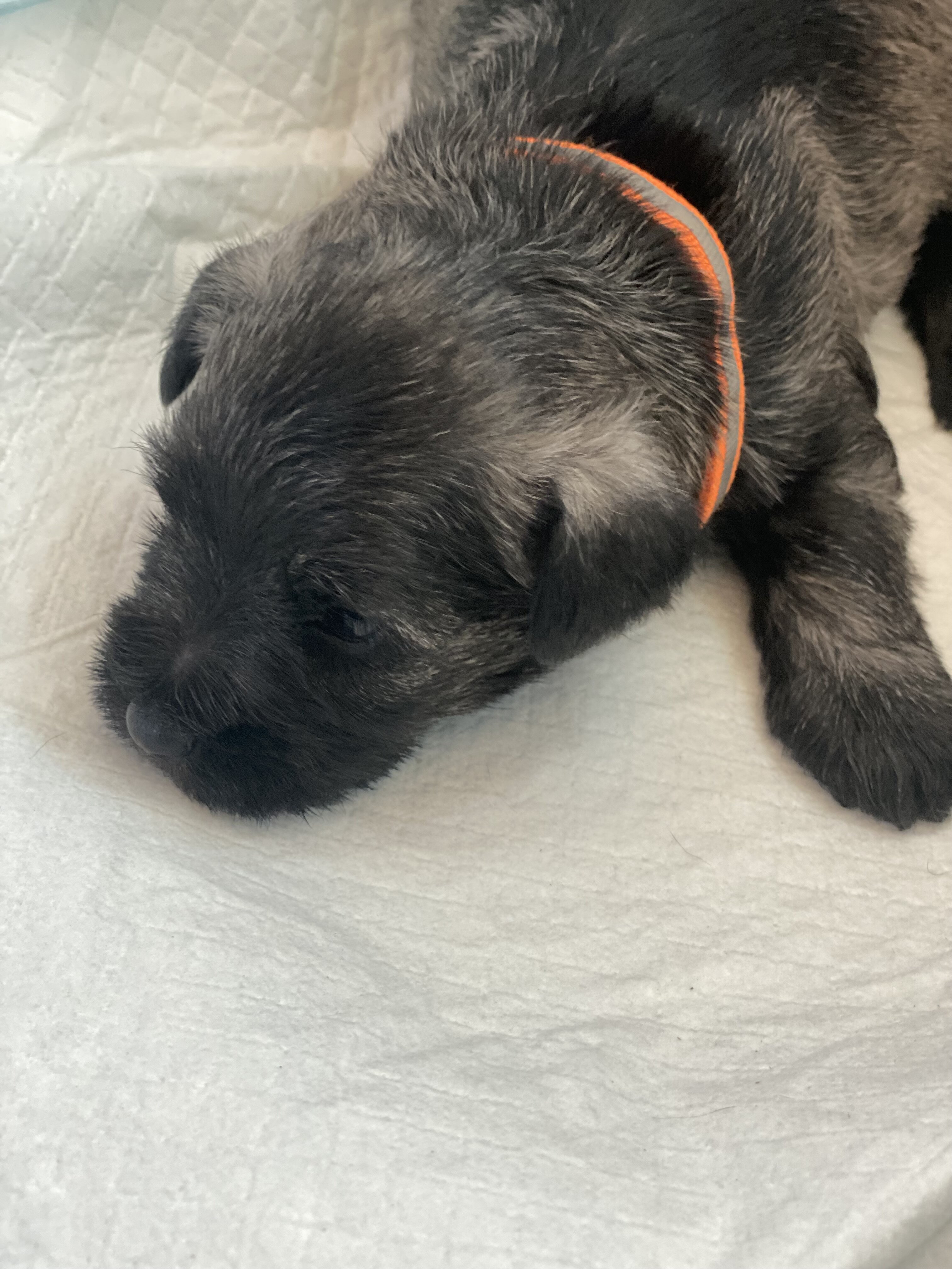 Miniature schnauzer puppies,  4 females, 2 males image 3