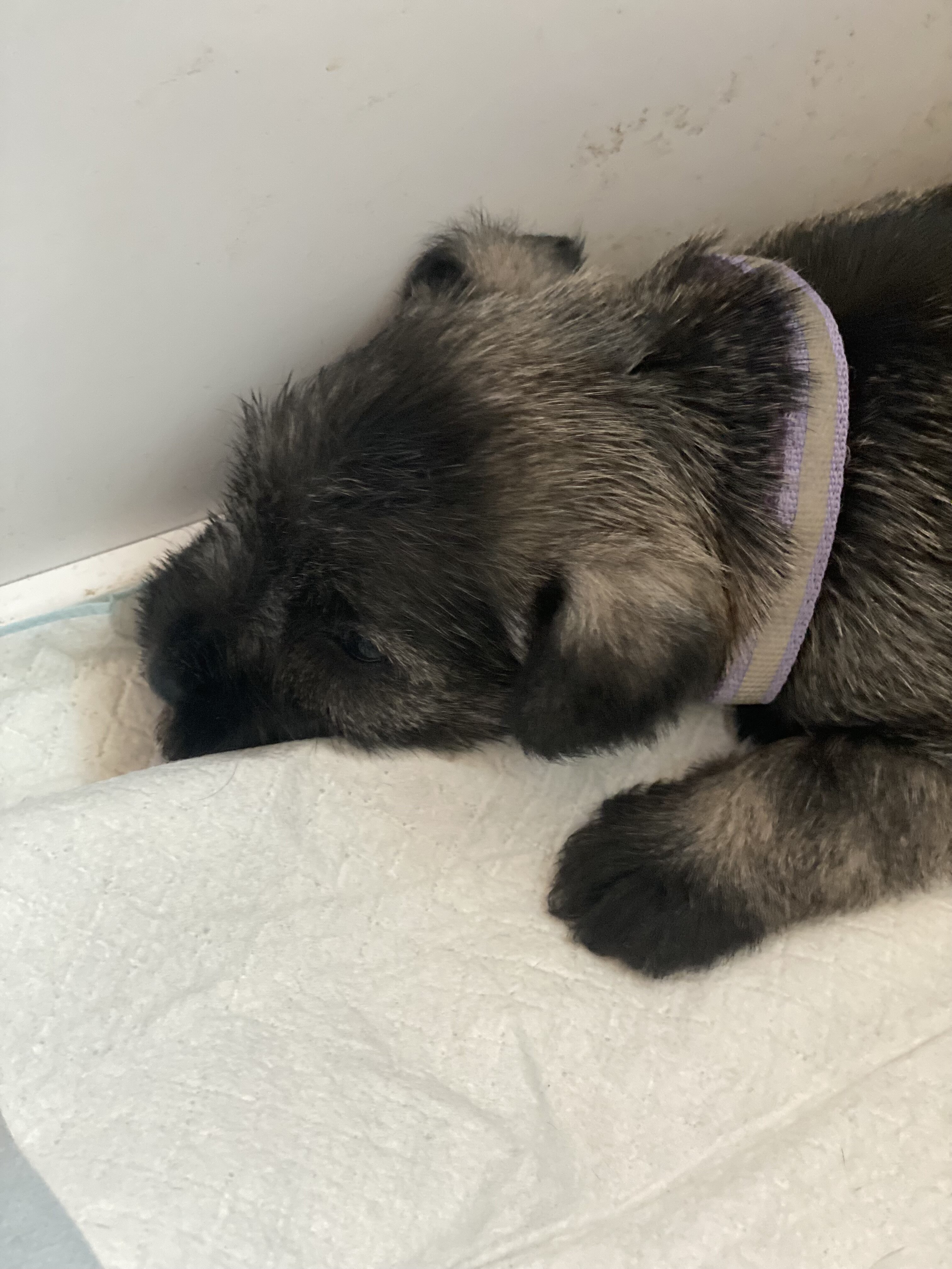 Miniature schnauzer puppies,  4 females, 2 males image 2