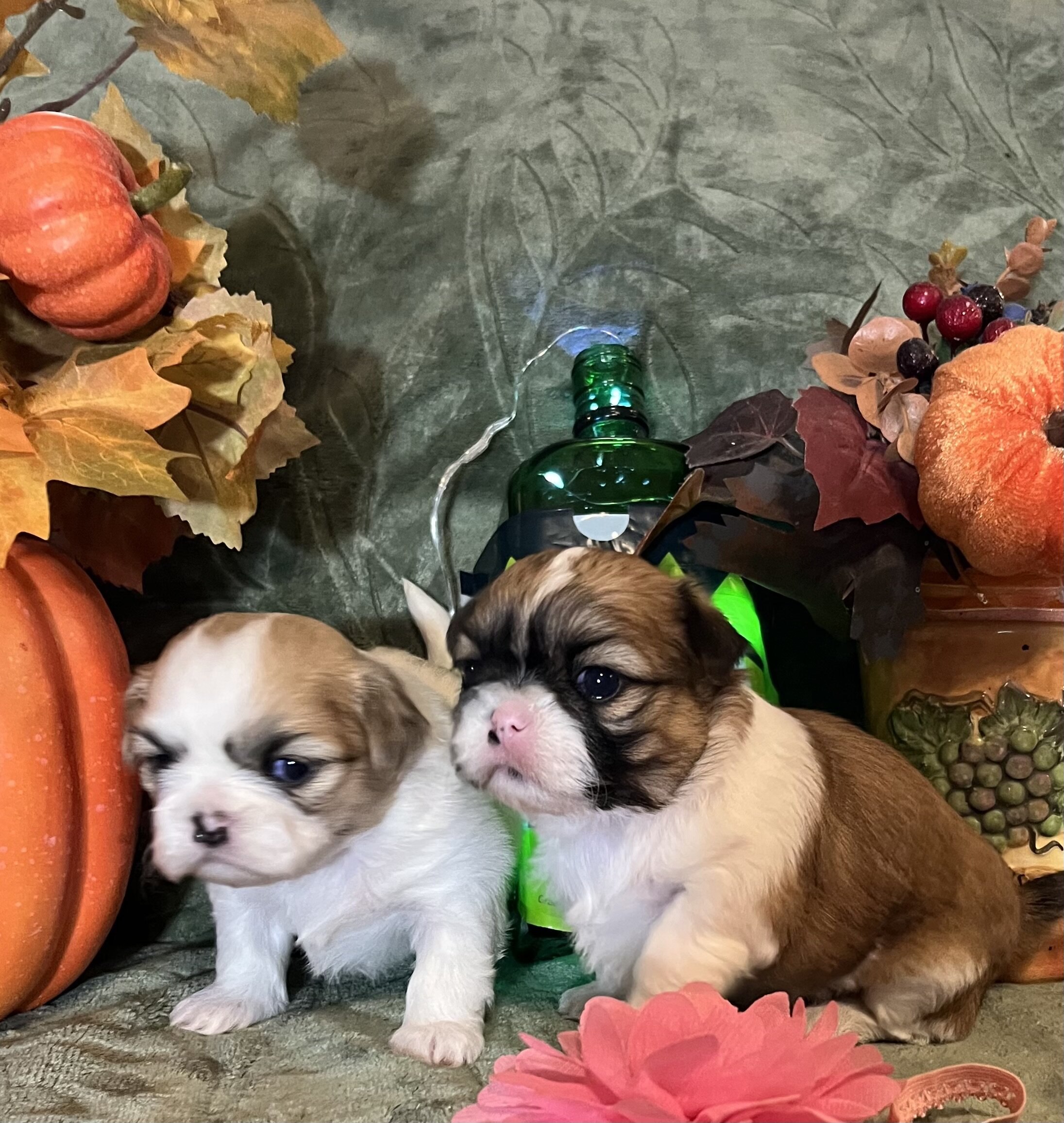 Shihtzu lil puppies image 4