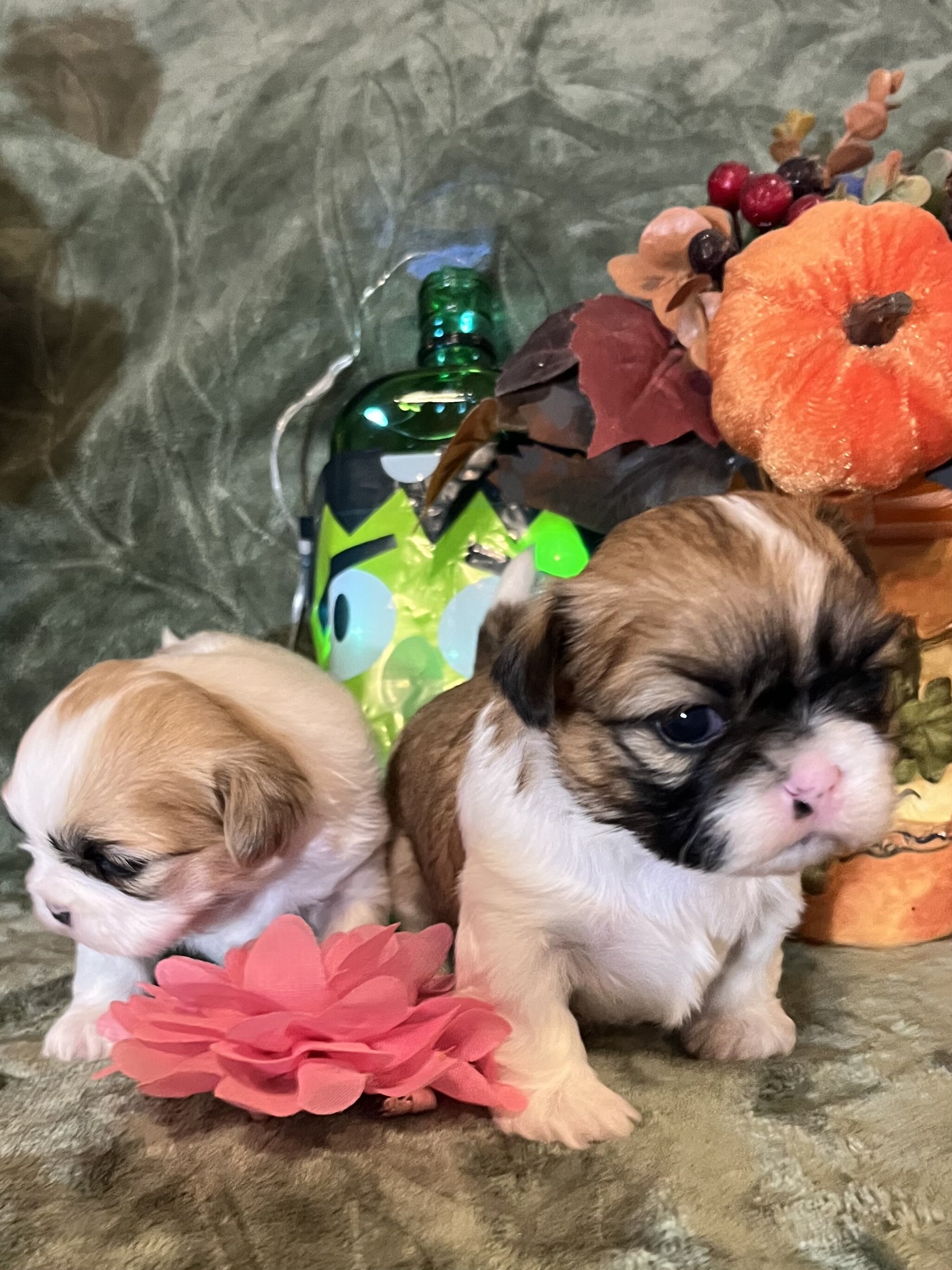 Shihtzu lil puppies image 3