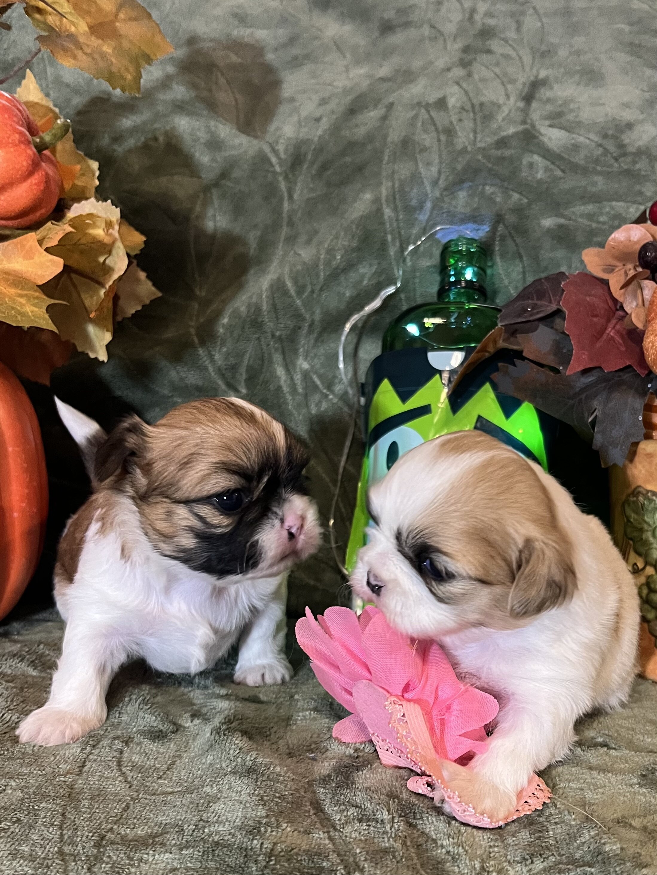 Shihtzu lil puppies image 2