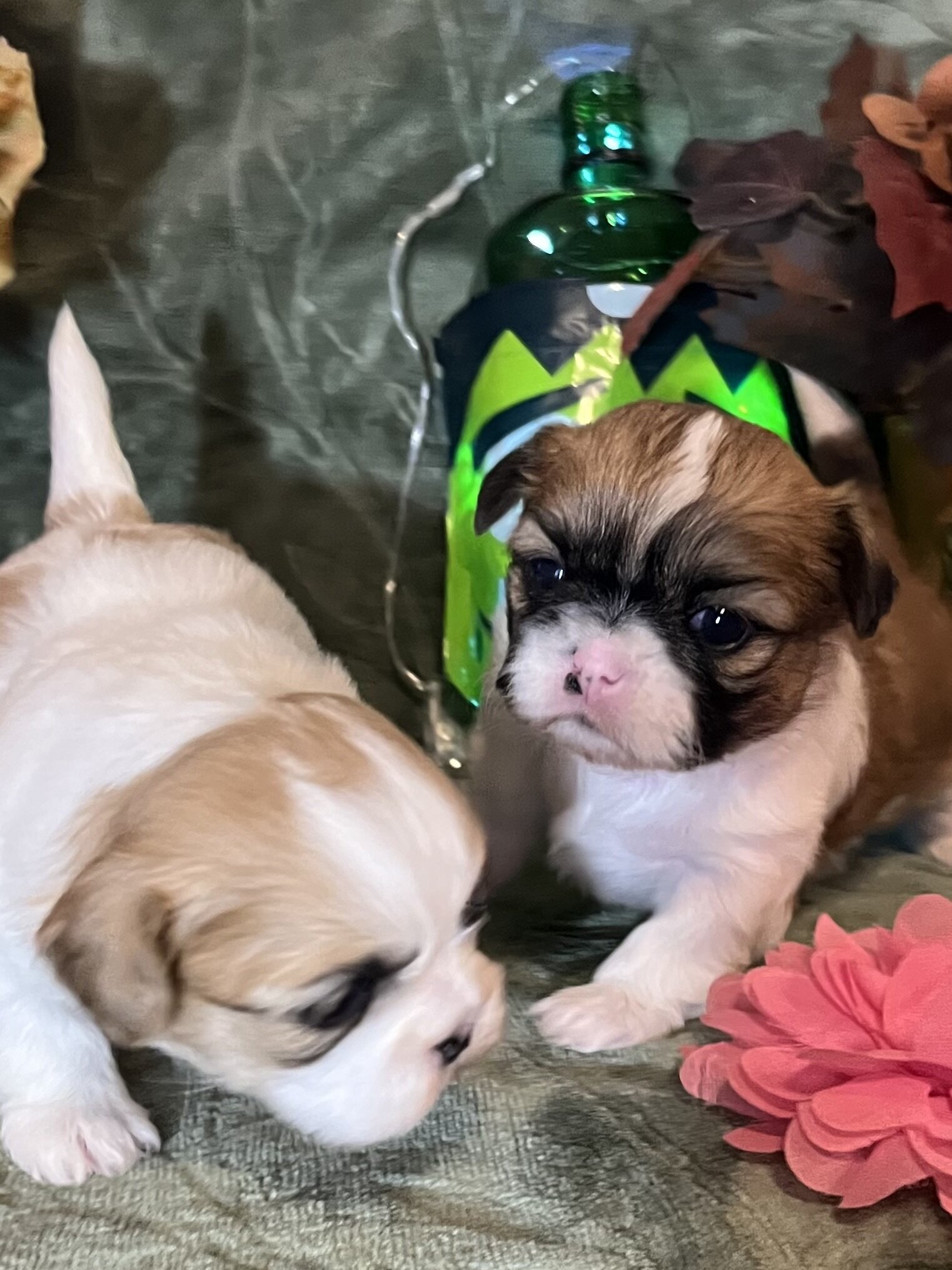 Shihtzu lil puppies image 7