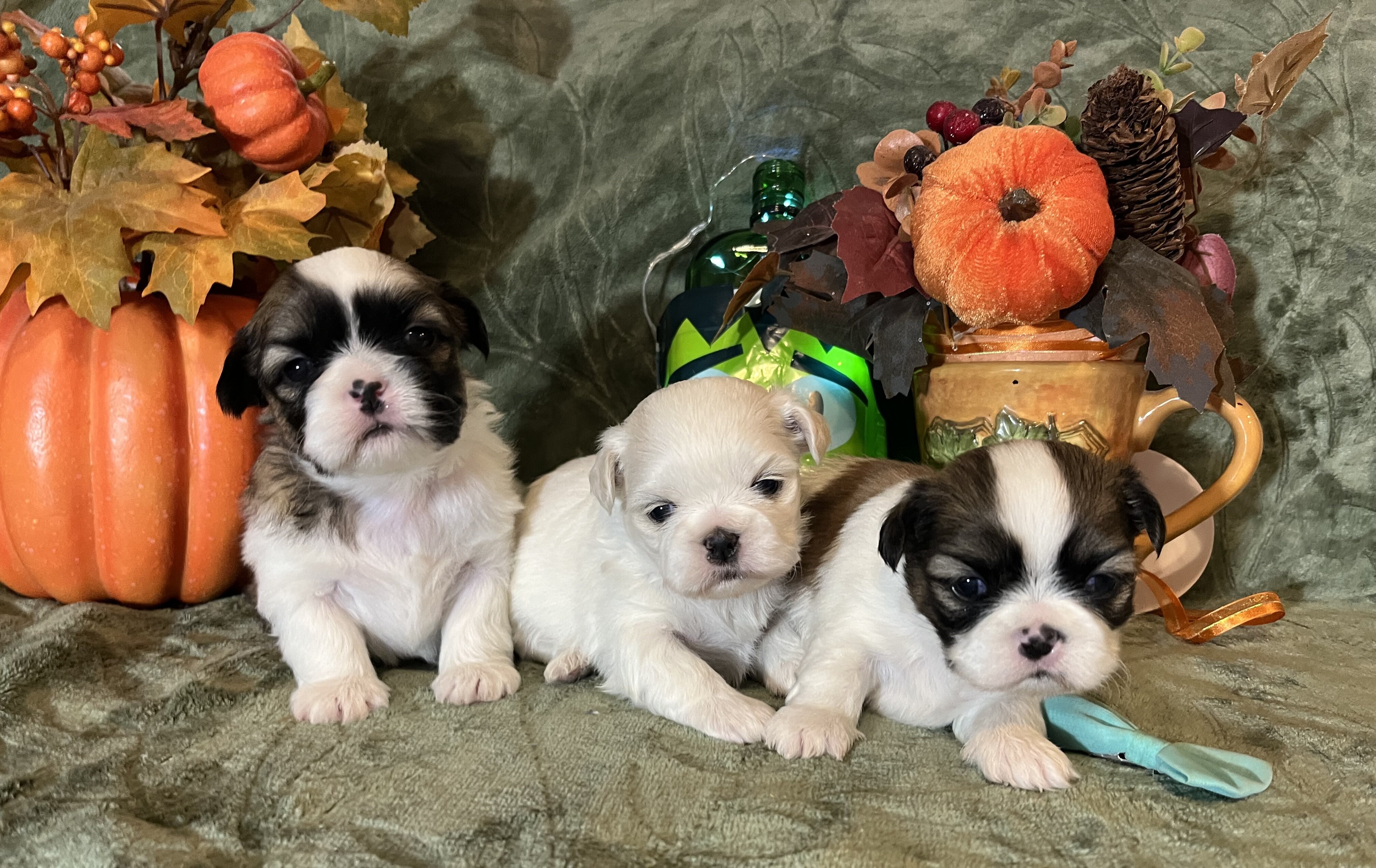 Shihtzu lil puppies image 5