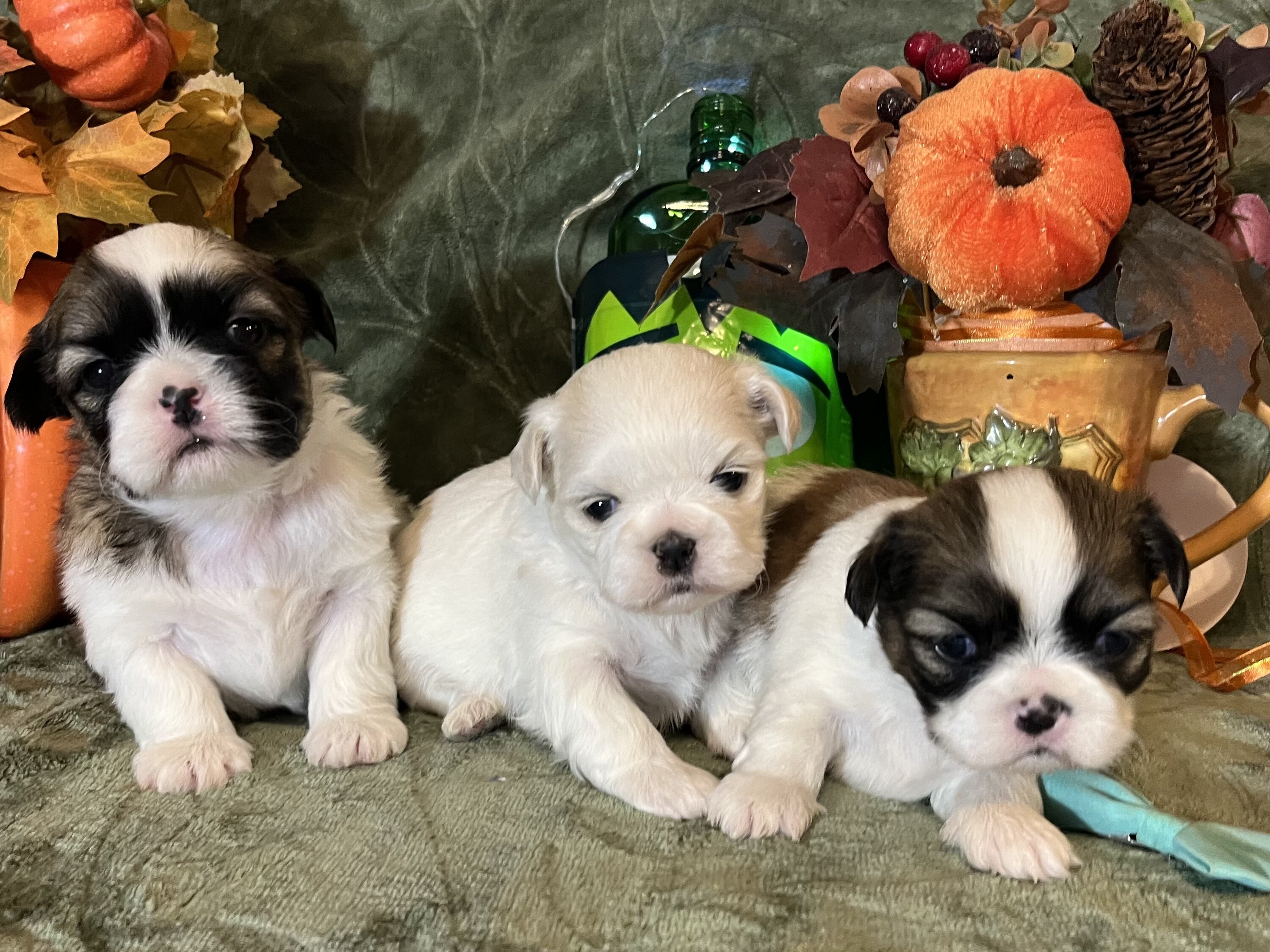 Shihtzu lil puppies image 6