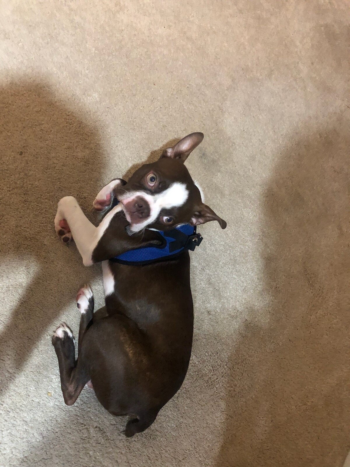 Boston Terrier image 2