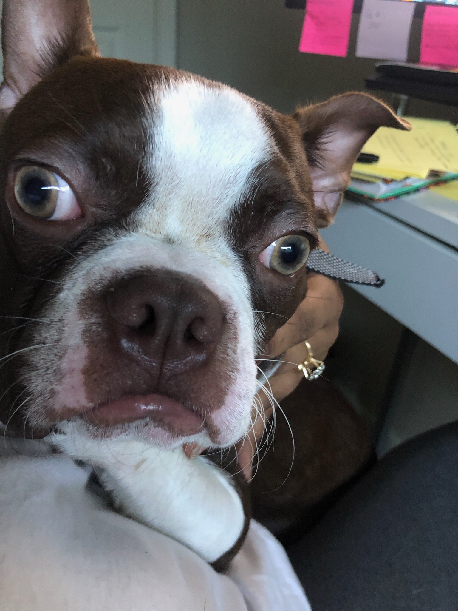 Boston Terrier image 3