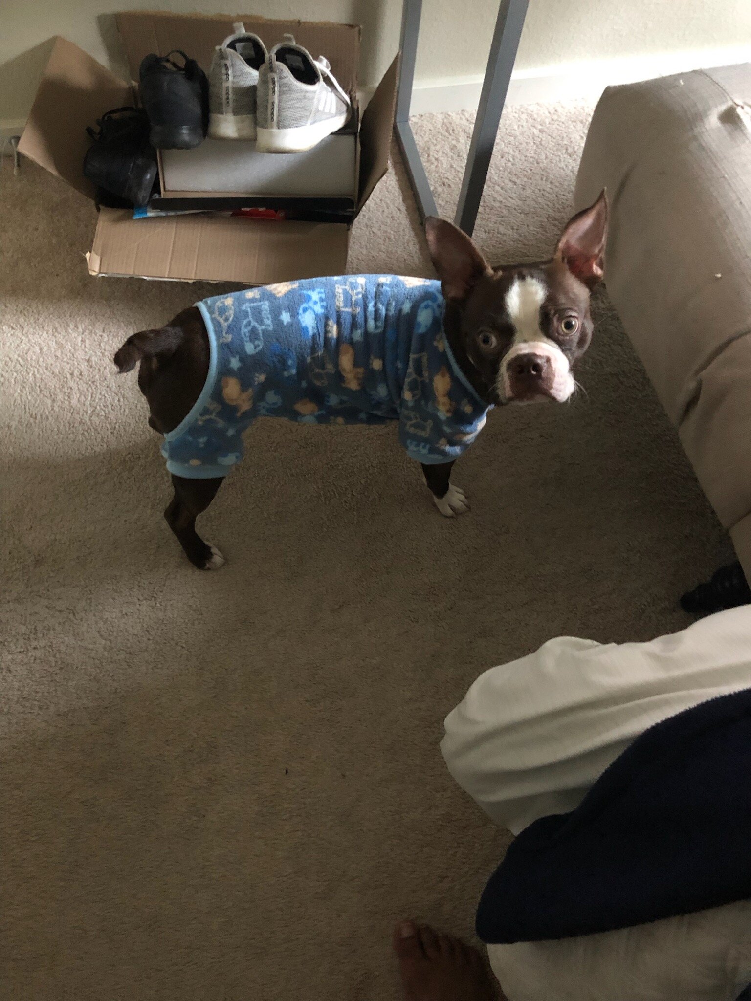 Boston Terrier image 1