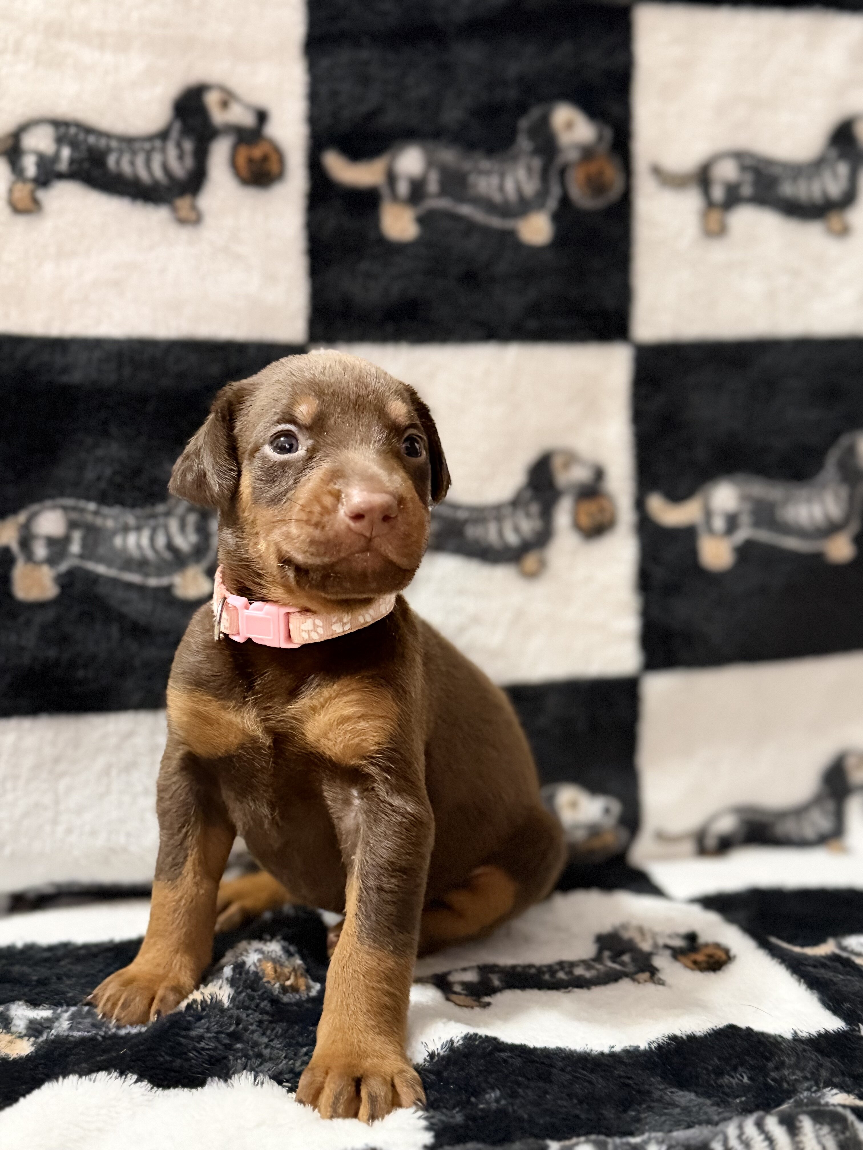 Doberman Puppies (Ready Nov 13) image 1