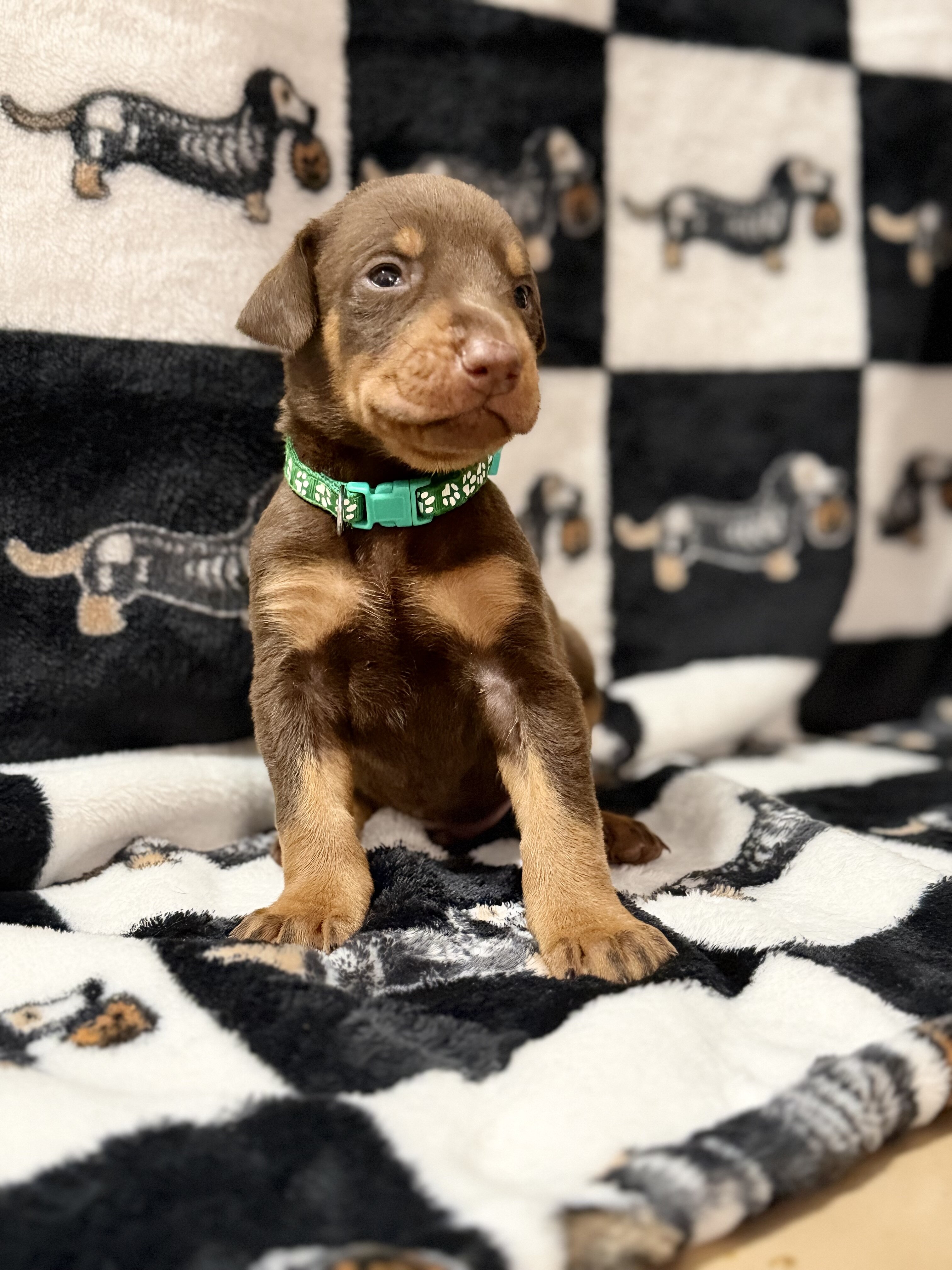 Doberman Puppies (Ready Nov 13) image 3
