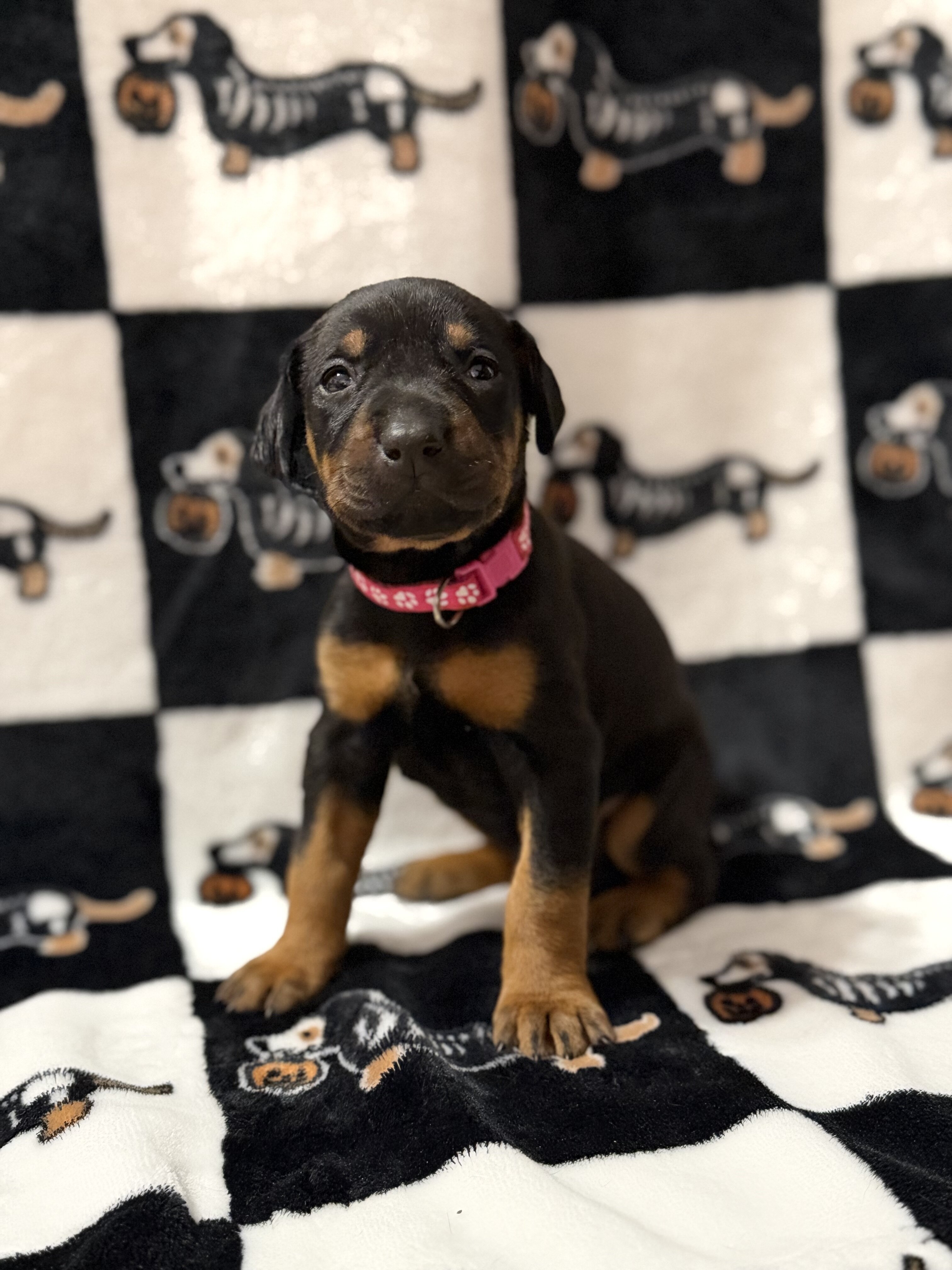 Doberman Puppies (Ready Nov 13) image 2