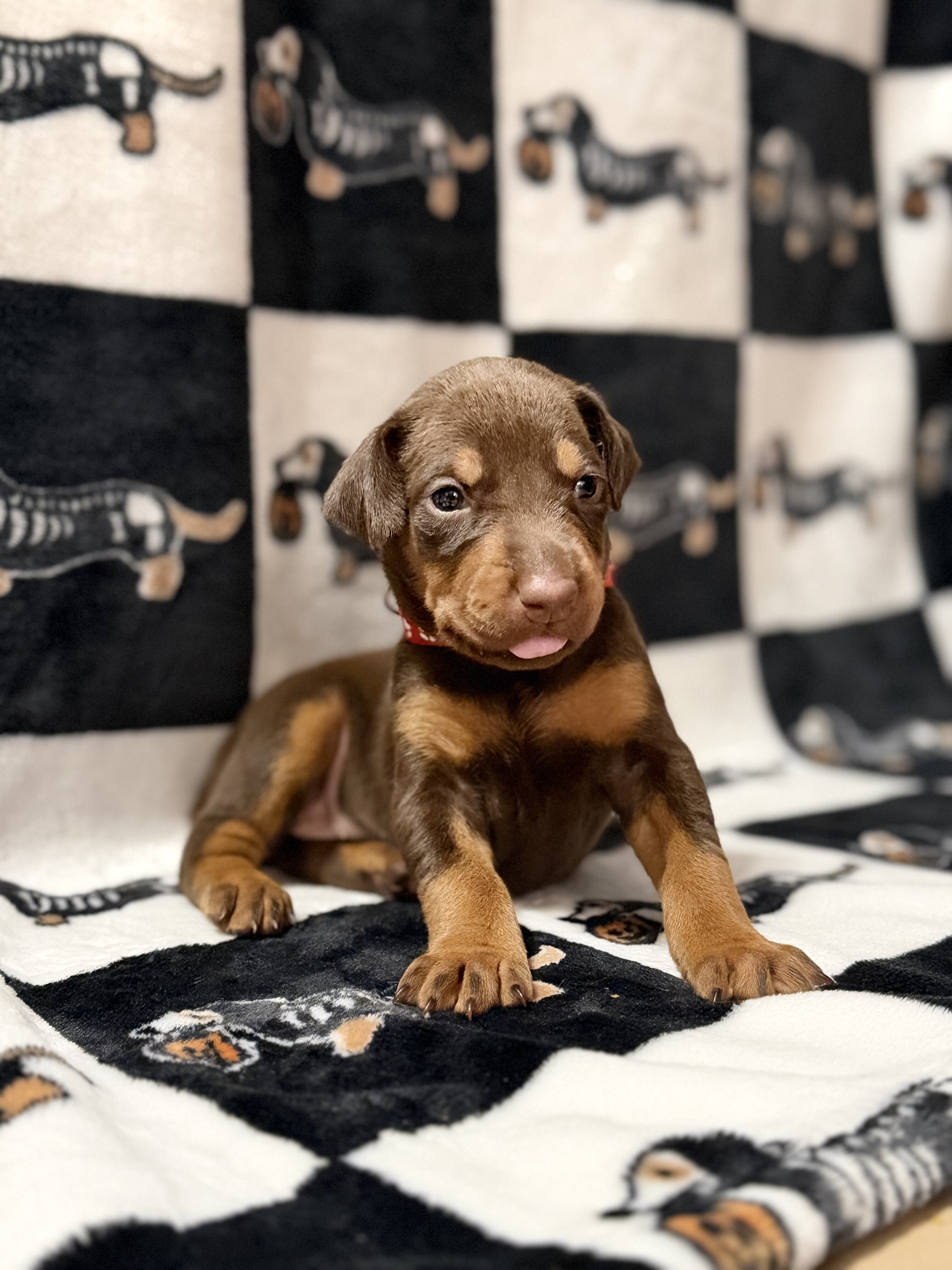 Doberman Puppies (Ready Nov 13) image 7