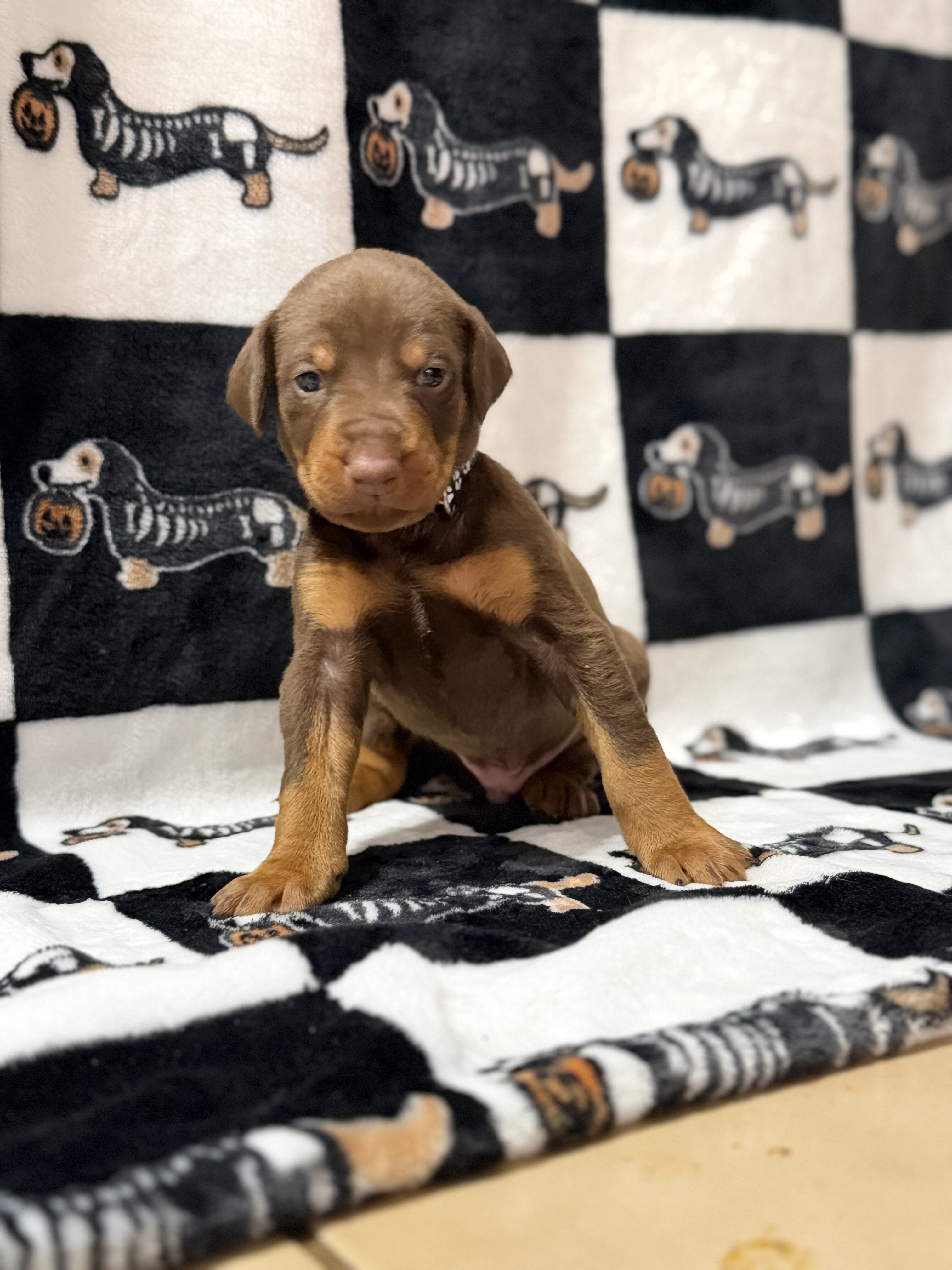 Doberman Puppies (Ready Nov 13) image 8