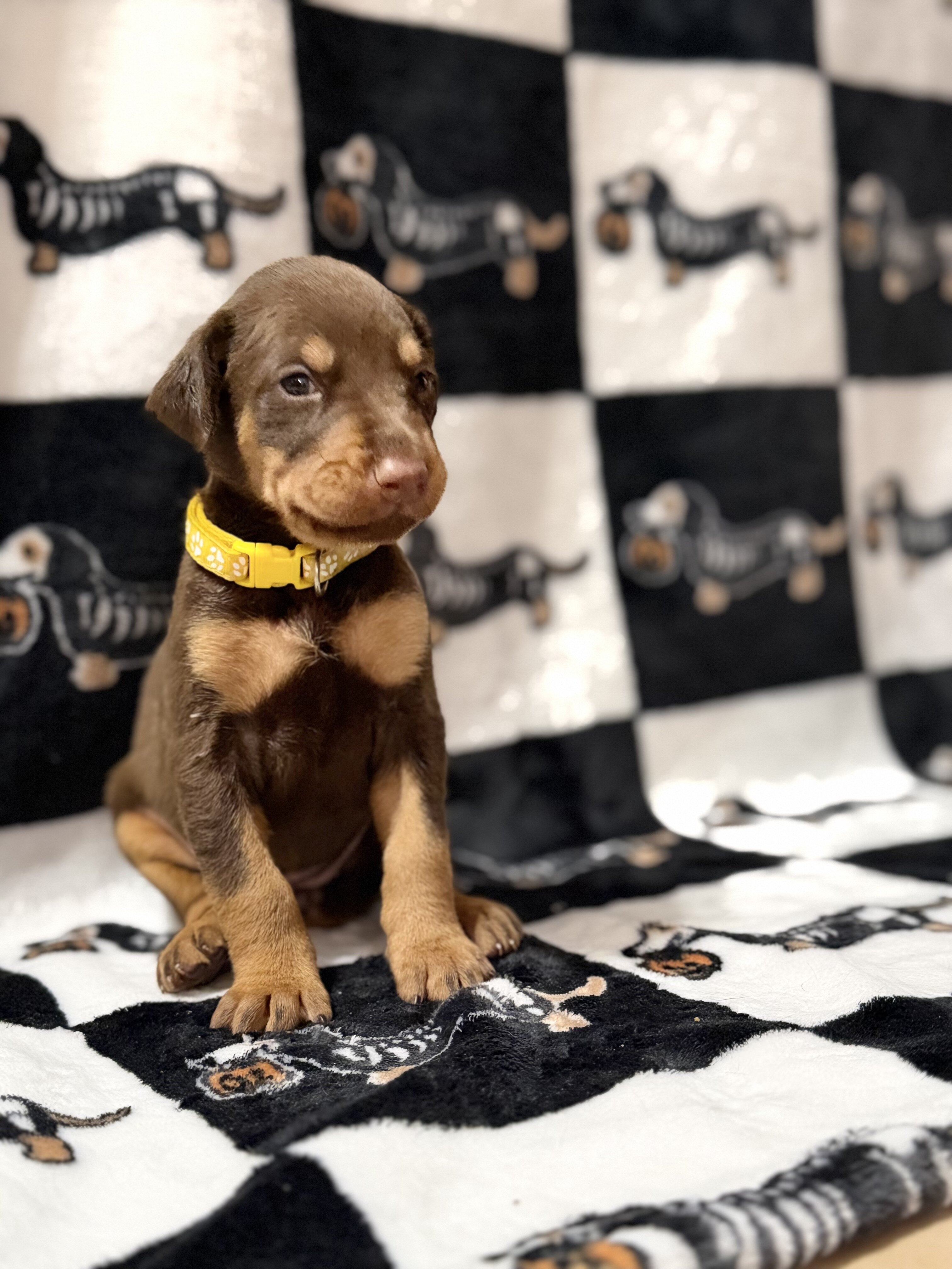 Doberman Puppies (Ready Nov 13) image 9