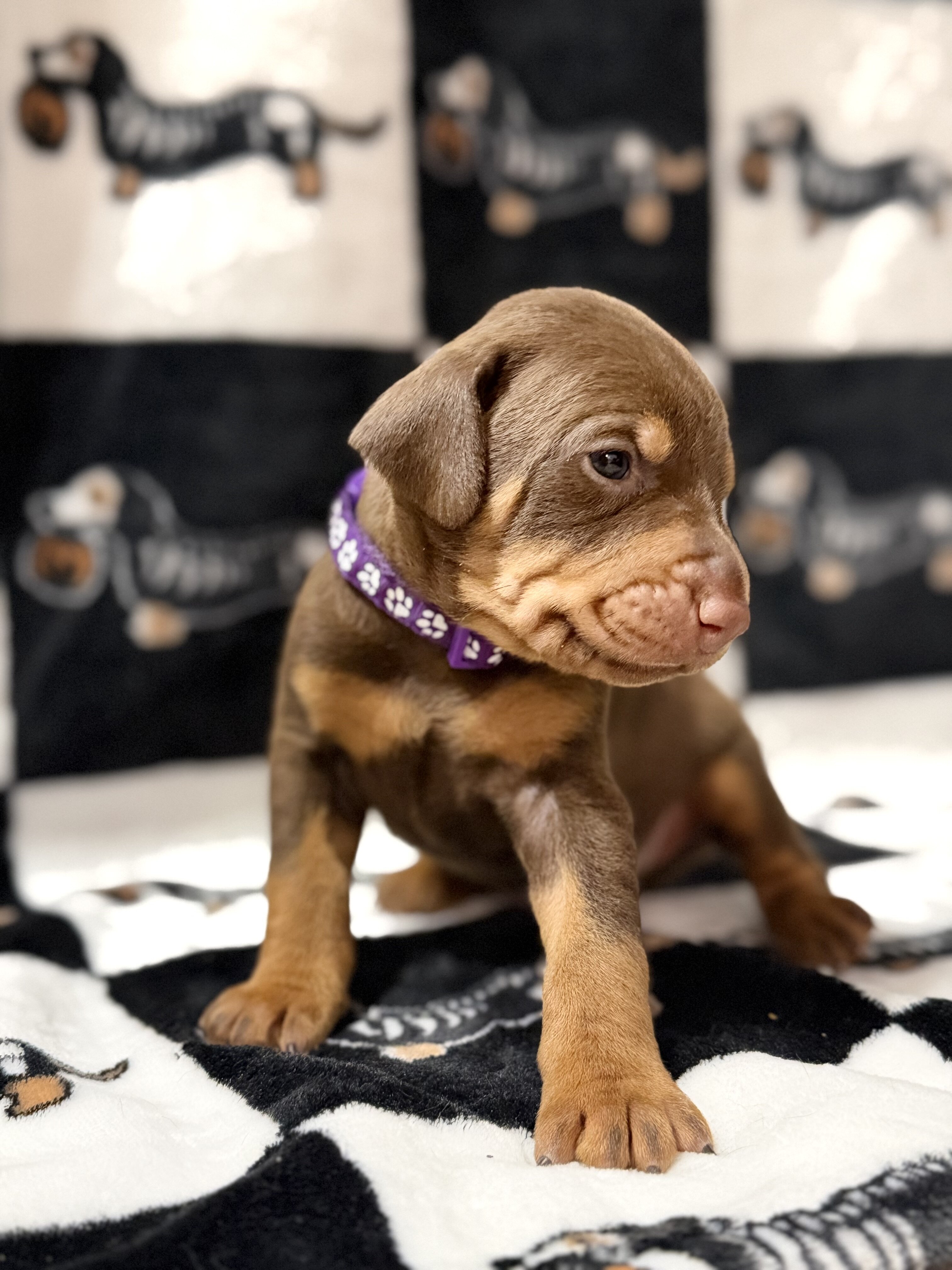Doberman Puppies (Ready Nov 13) image 4