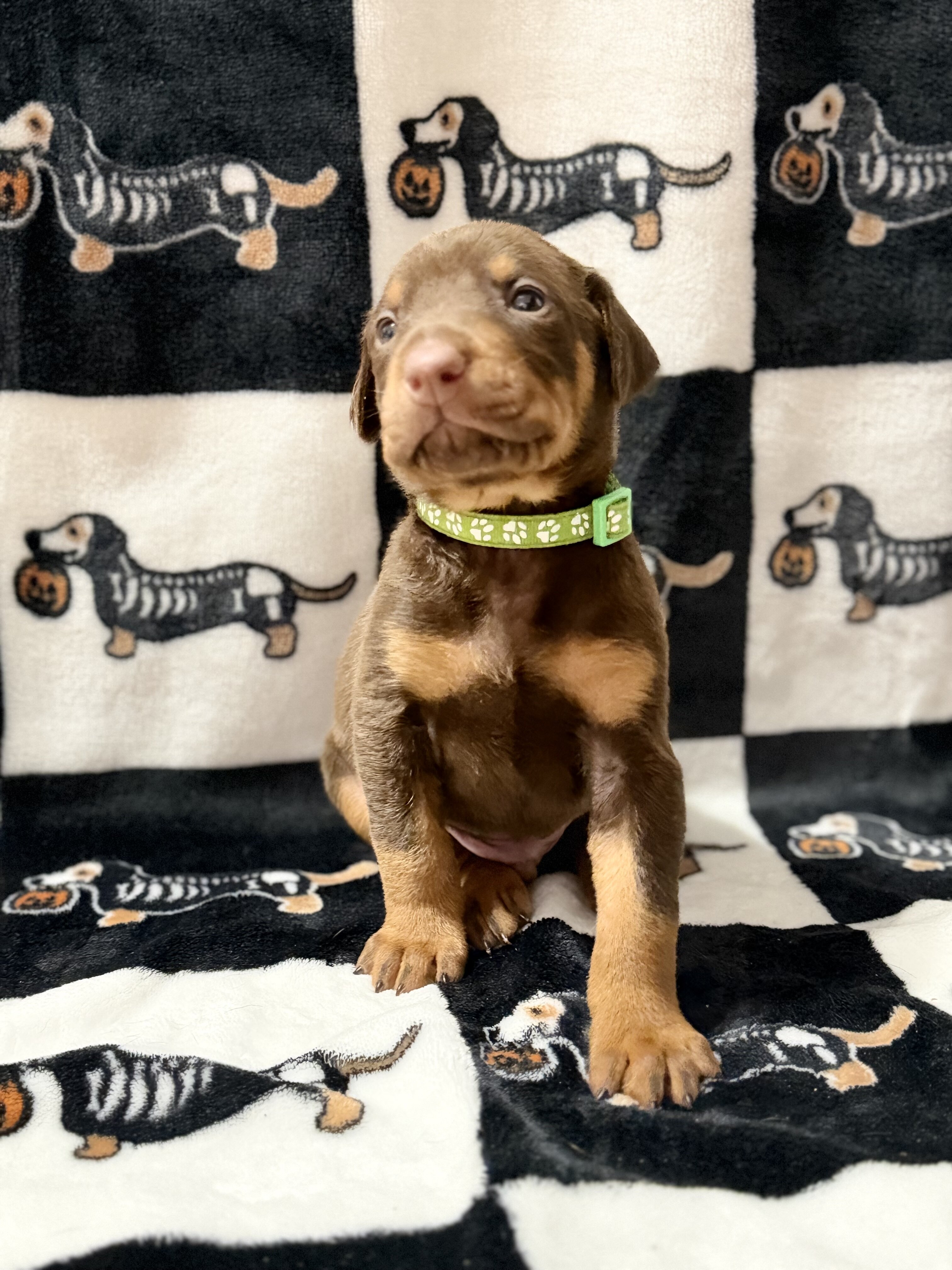 Doberman Puppies (Ready Nov 13) image 5