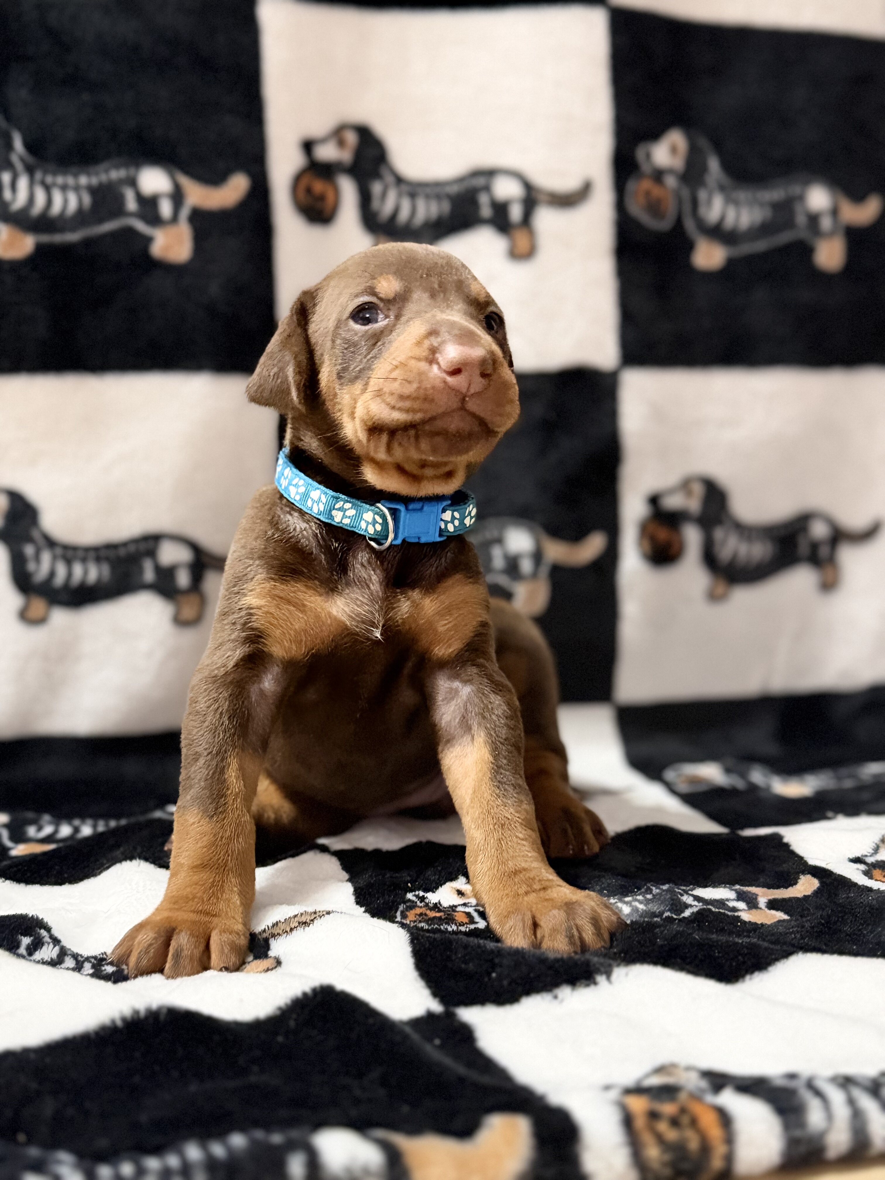 Doberman Puppies (Ready Nov 13) image 6