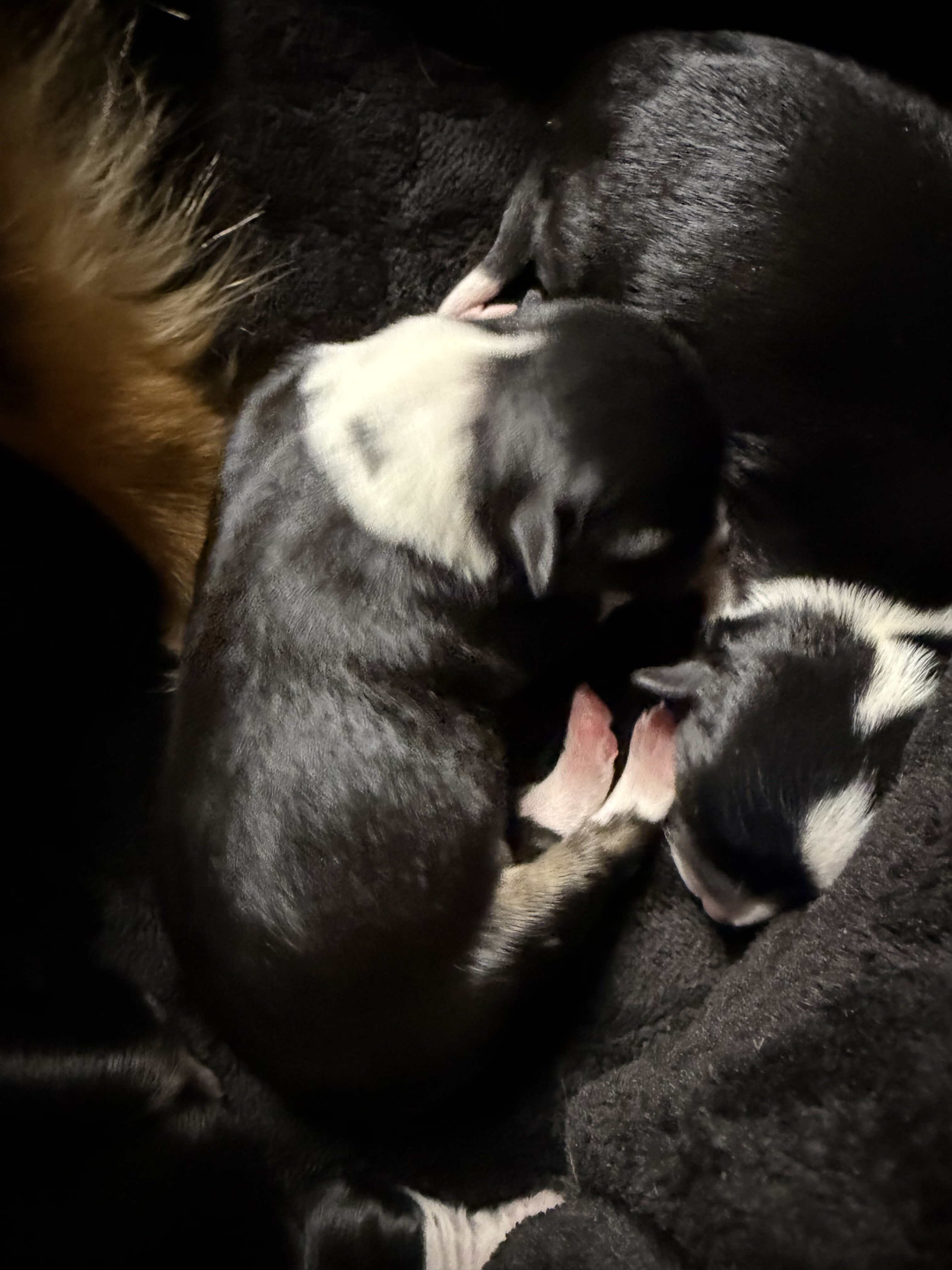 Toy Australian Shepherd/Jack Russell Terrier image 3
