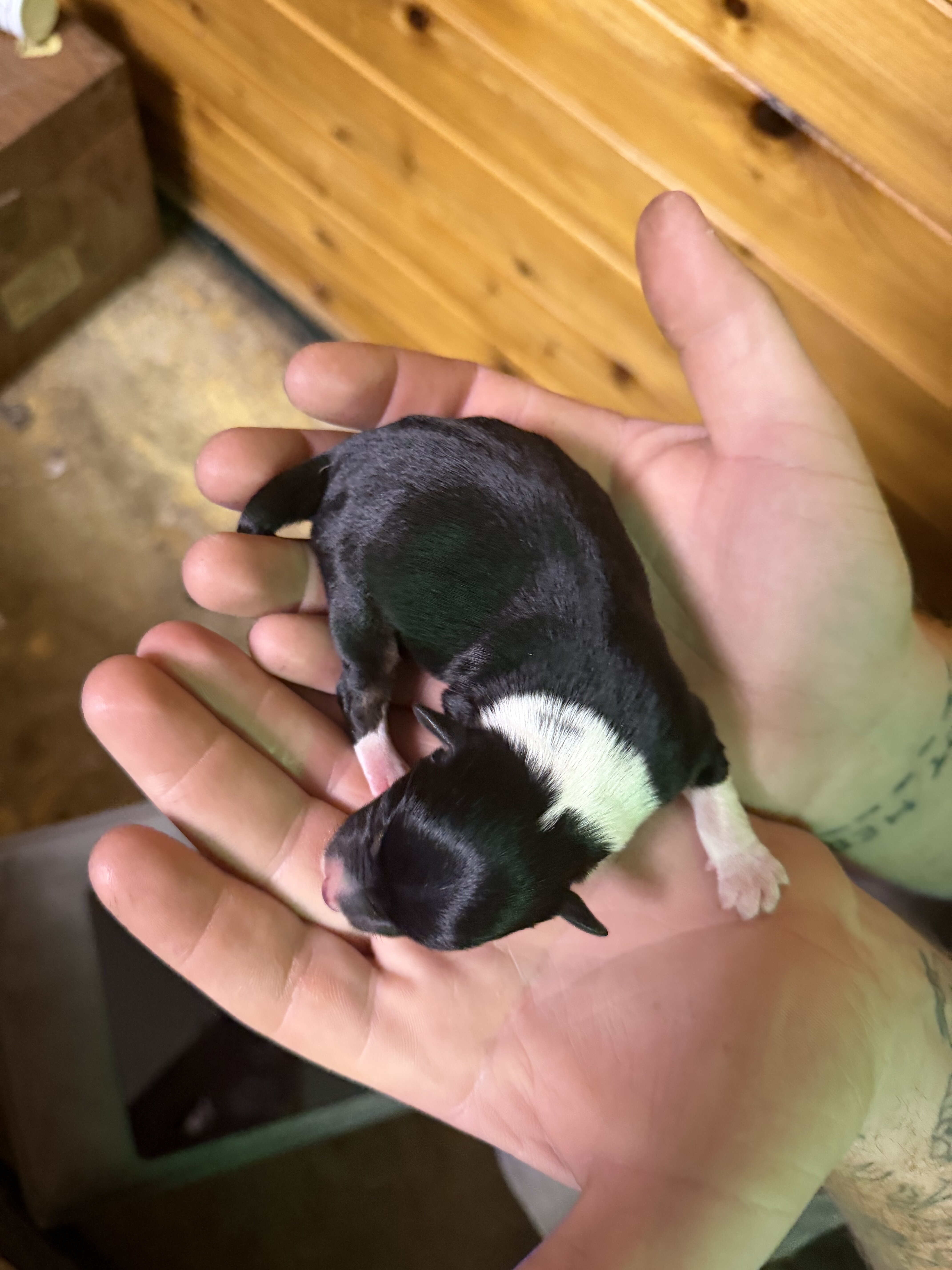 Toy Australian Shepherd/Jack Russell Terrier image 6