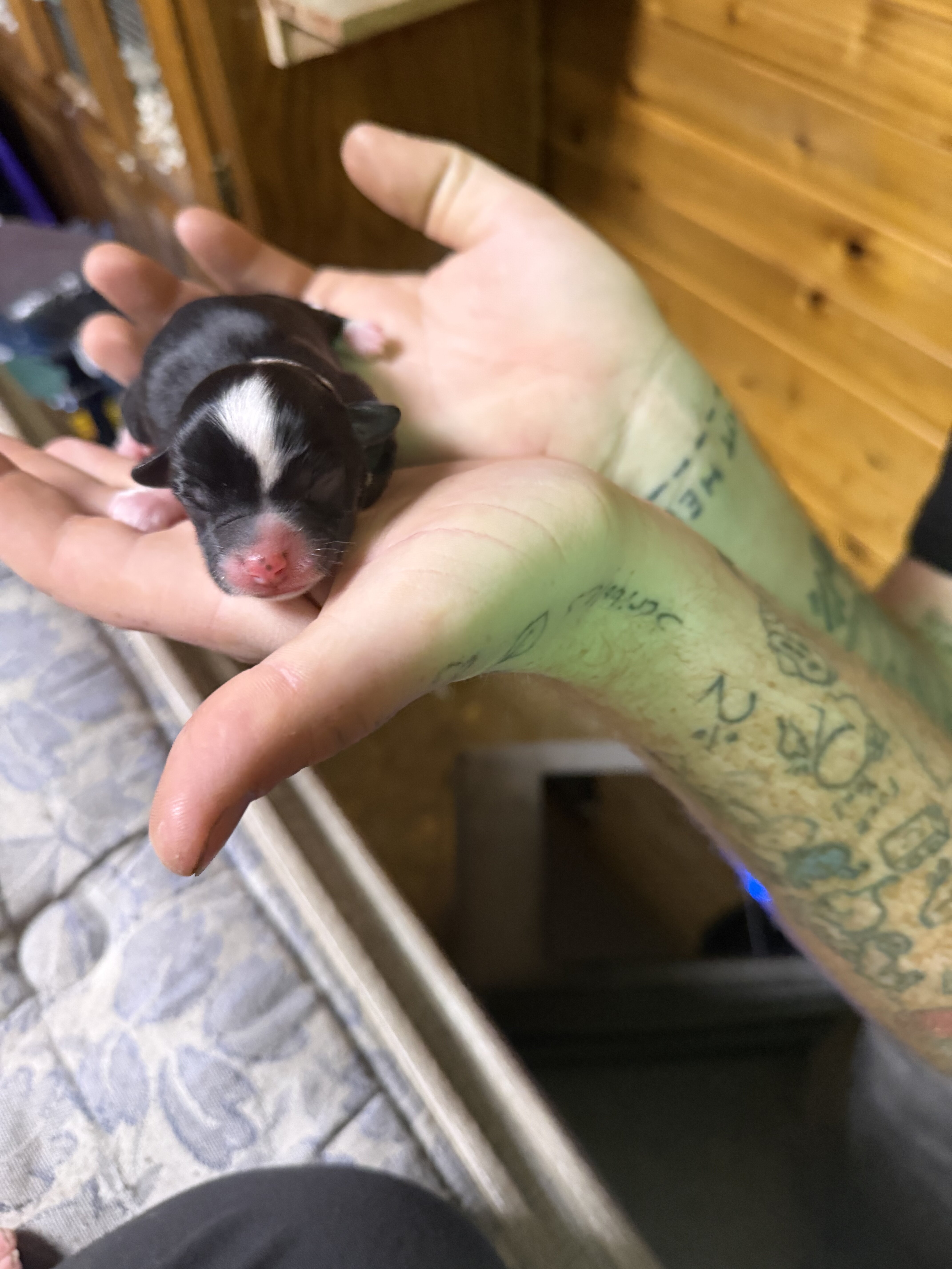 Toy Australian Shepherd/Jack Russell Terrier image 2