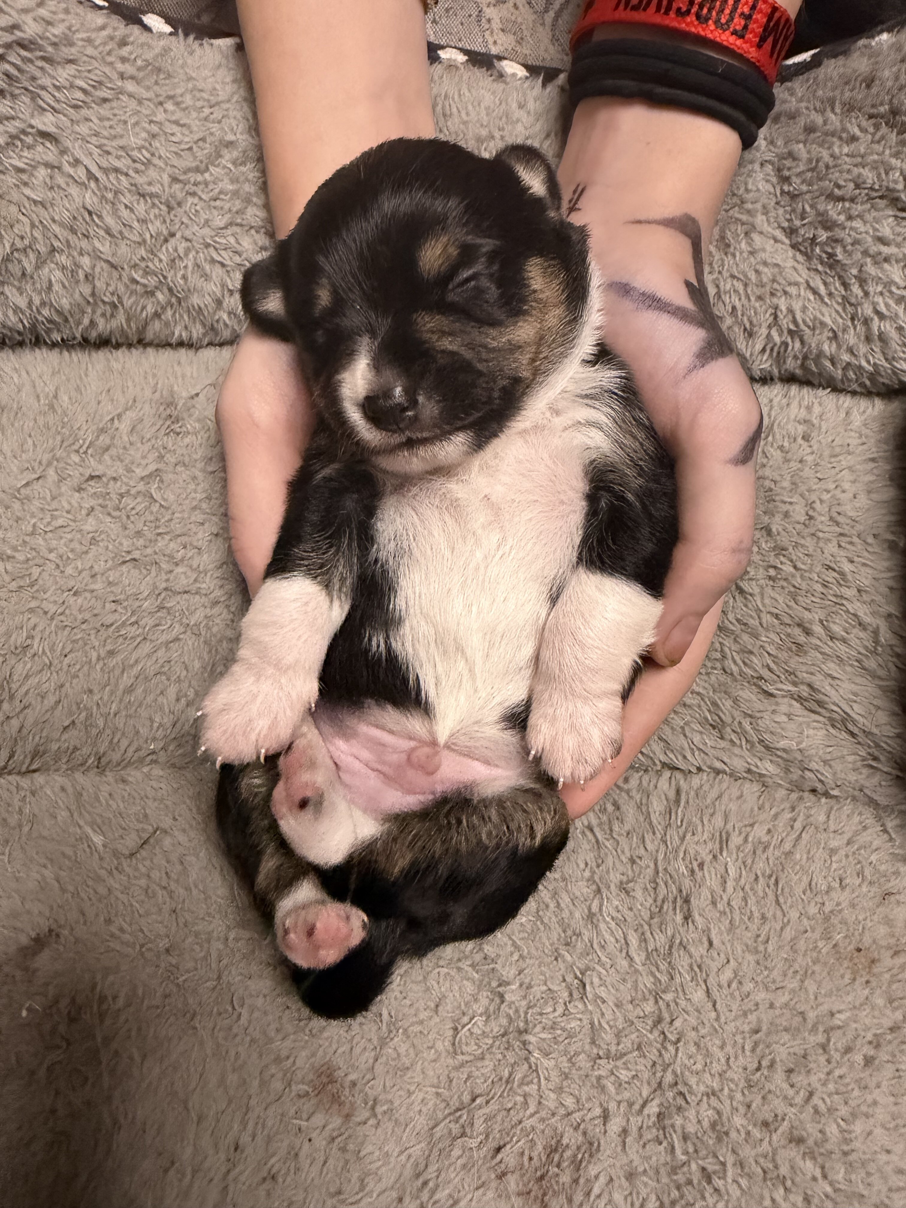 Toy Australian Shepherd/Jack Russell Terrier image 7