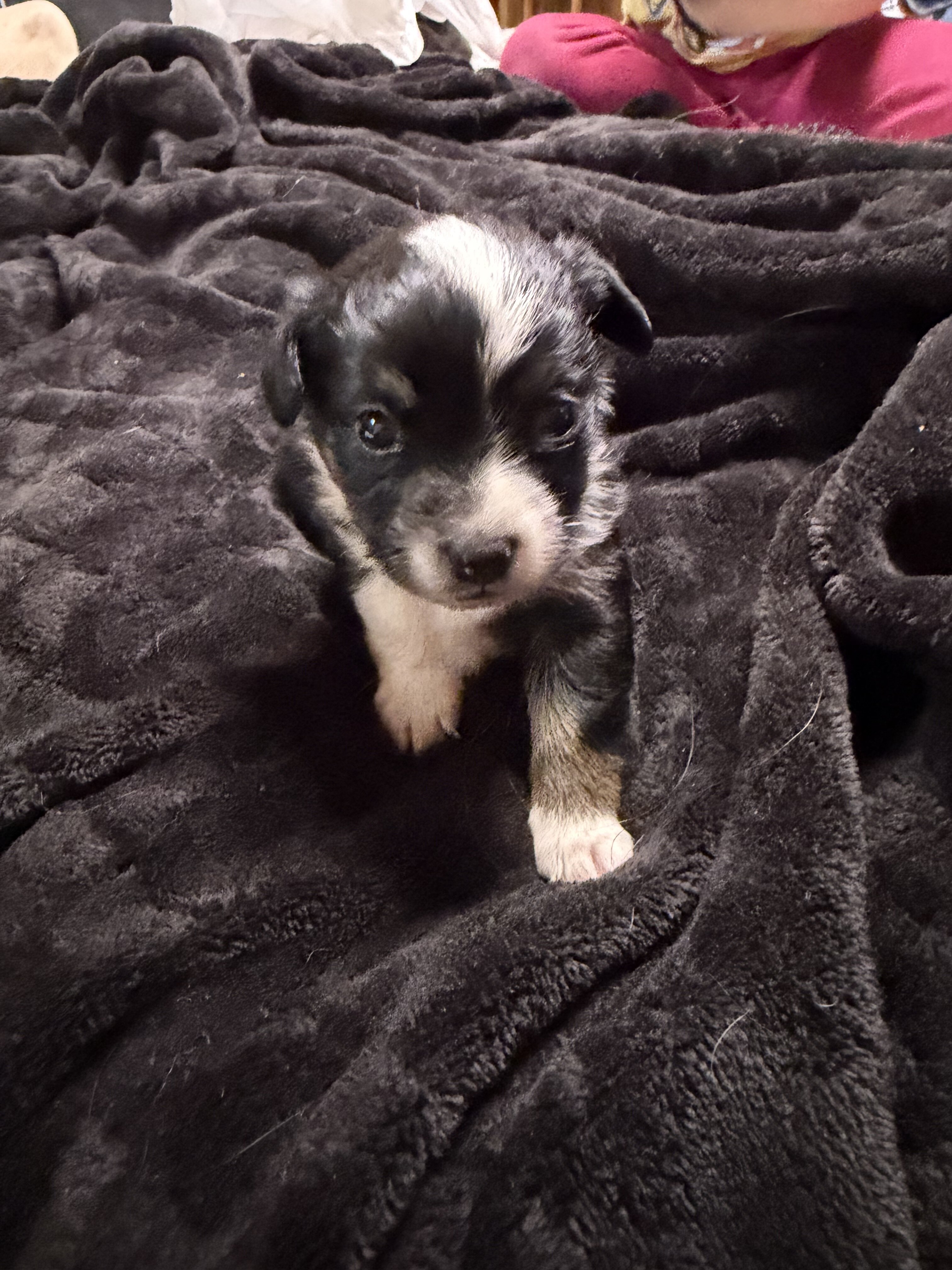 Toy Australian Shepherd/Jack Russell Terrier image 5