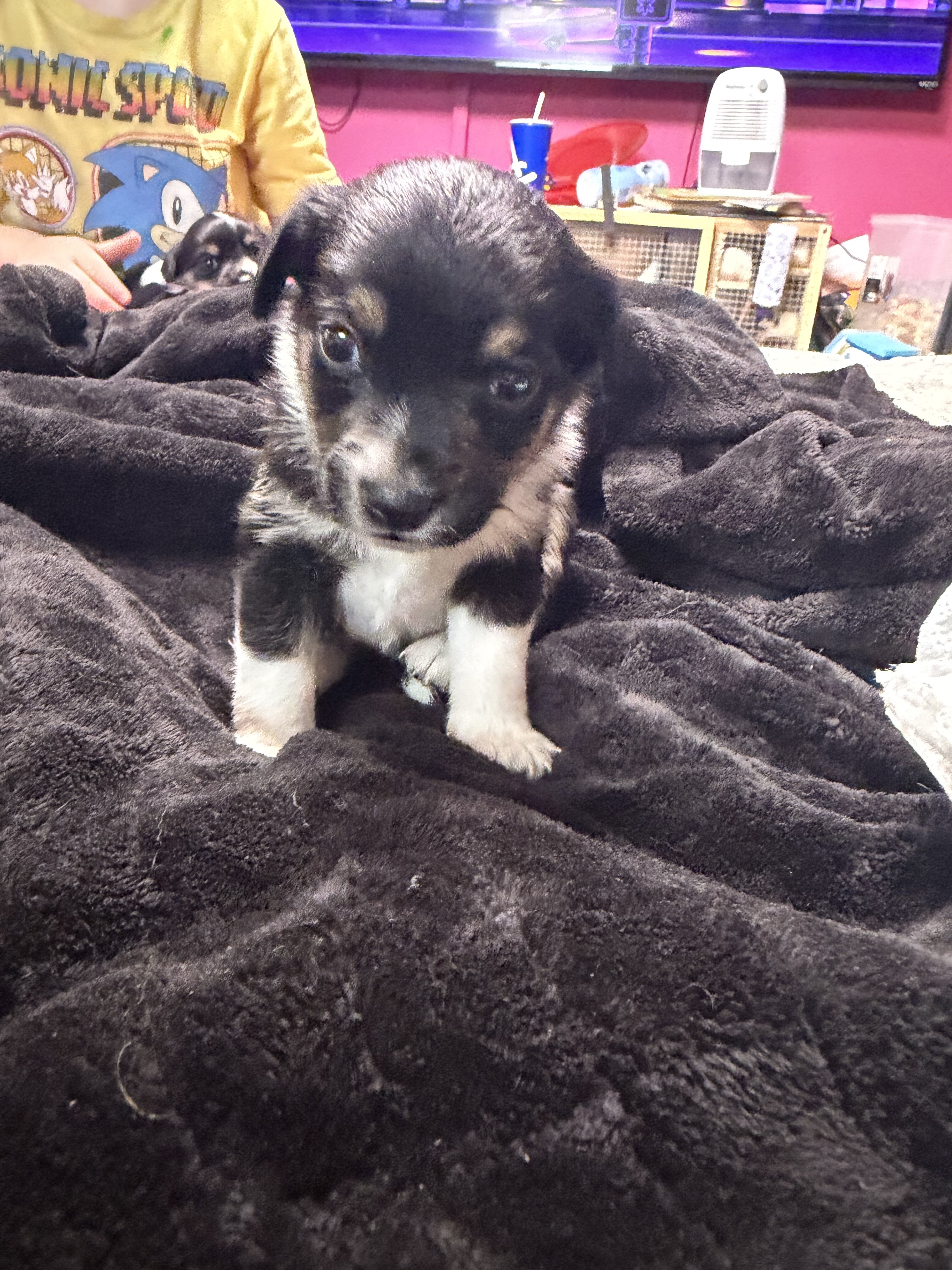 Toy Australian Shepherd/Jack Russell Terrier image 1