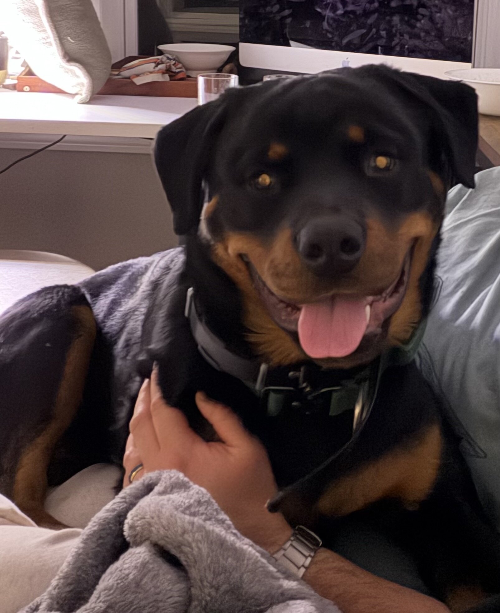 Loving 1-Year-Old Male Rottweiler image 4