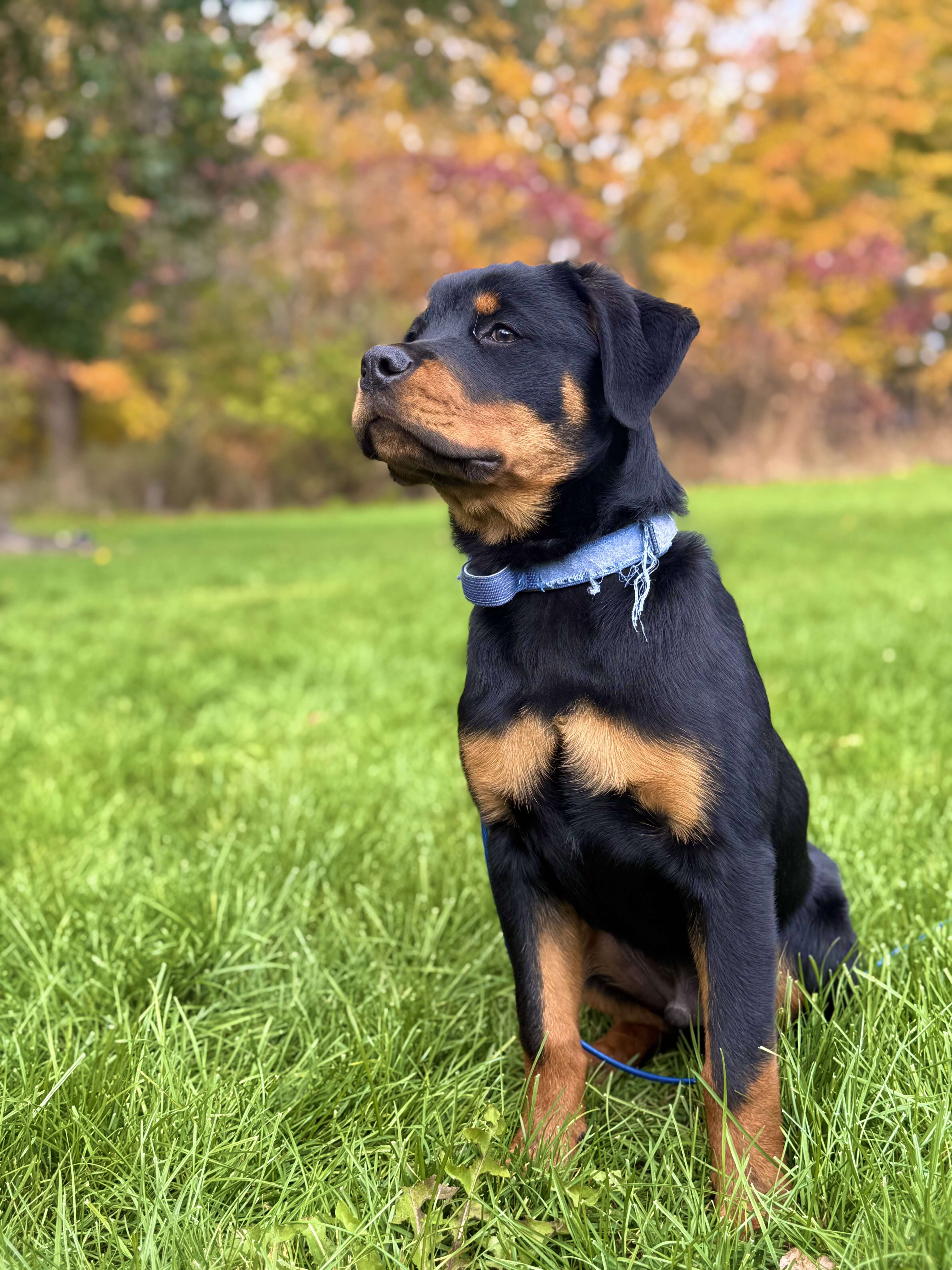 Loving 1-Year-Old Male Rottweiler image 1