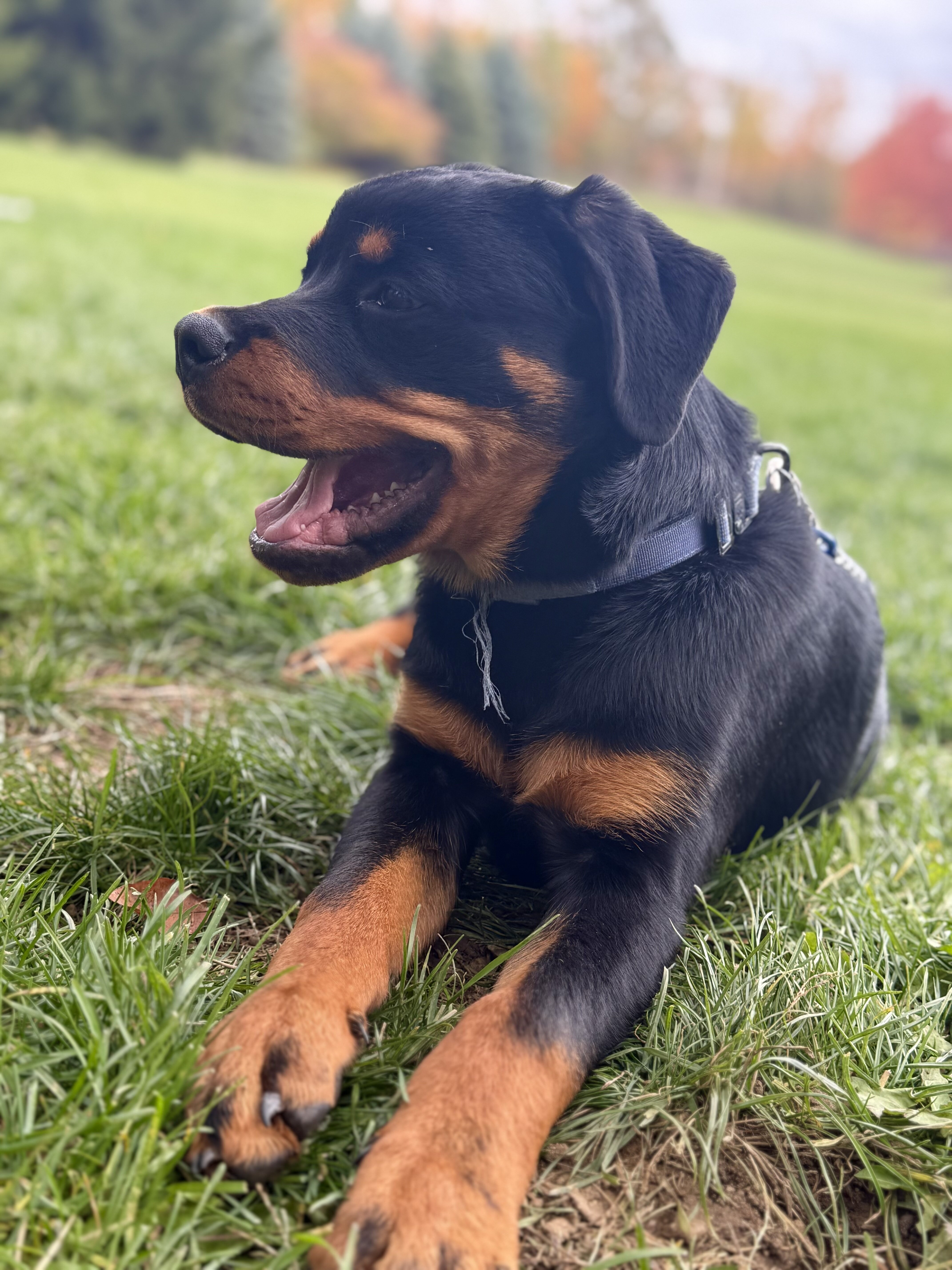 Loving 1-Year-Old Male Rottweiler image 2