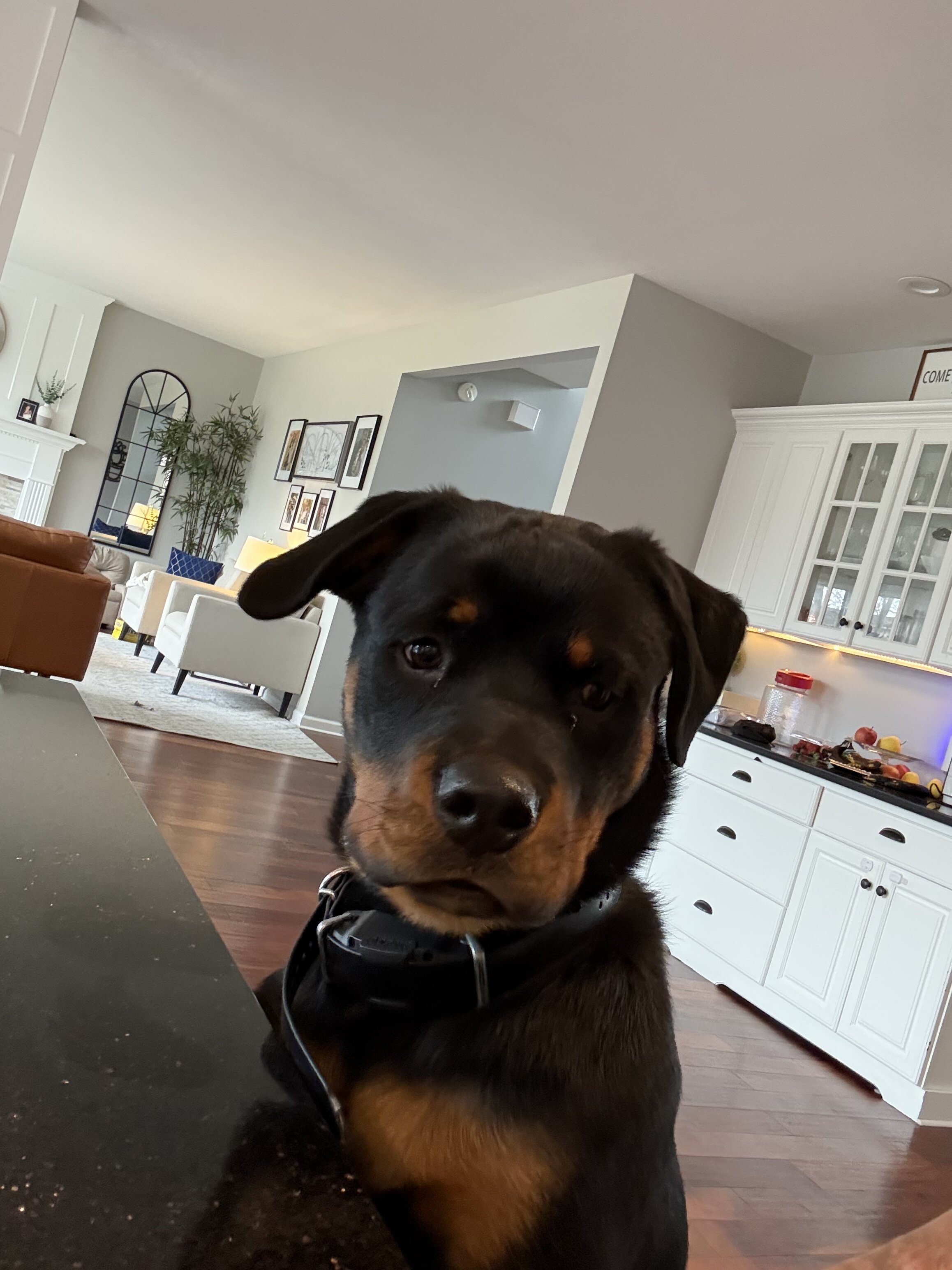 Loving 1-Year-Old Male Rottweiler image 3
