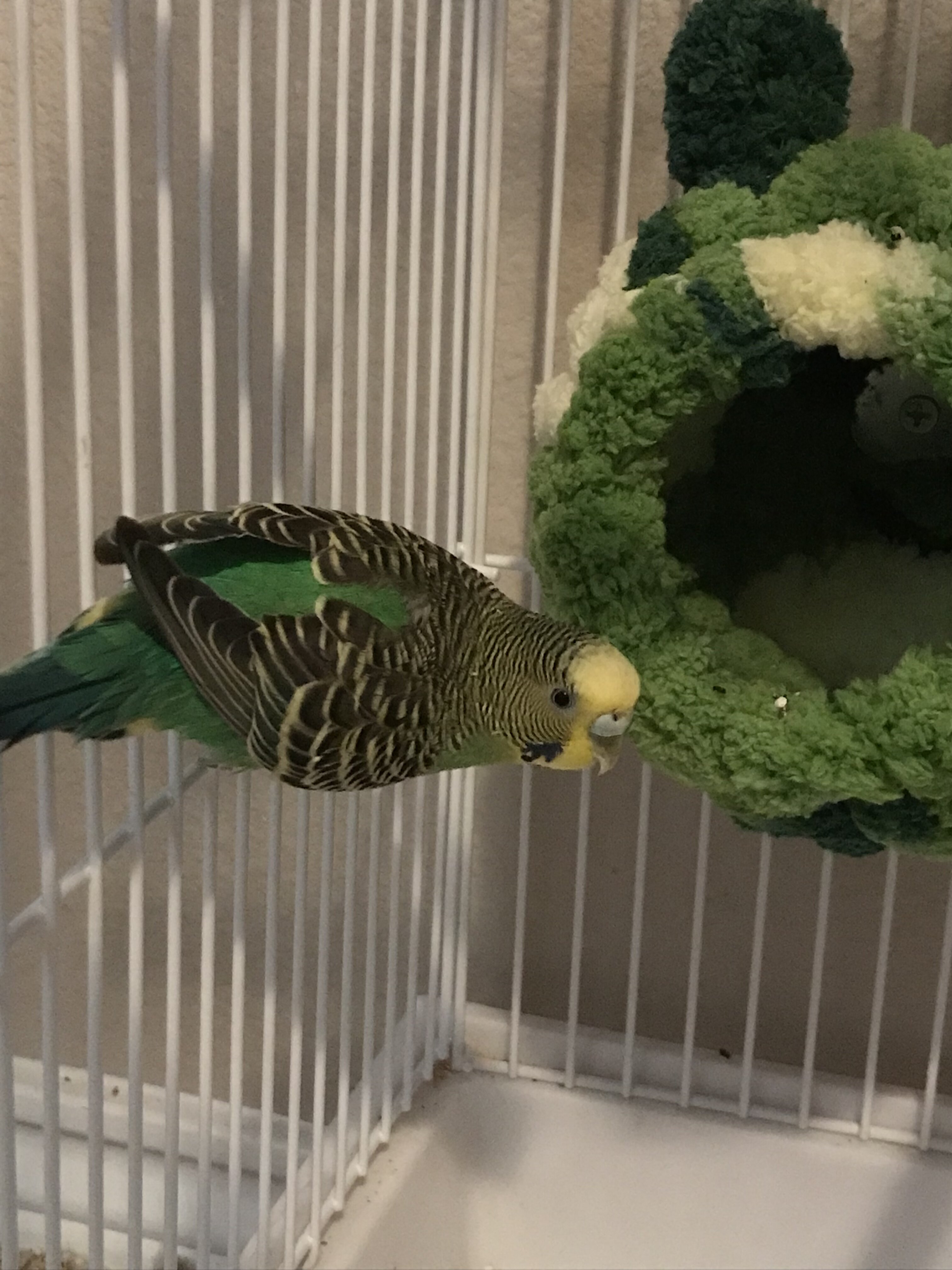 Parakeet image 3