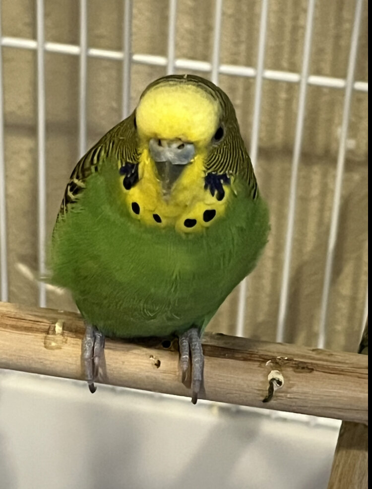 Parakeet image 1