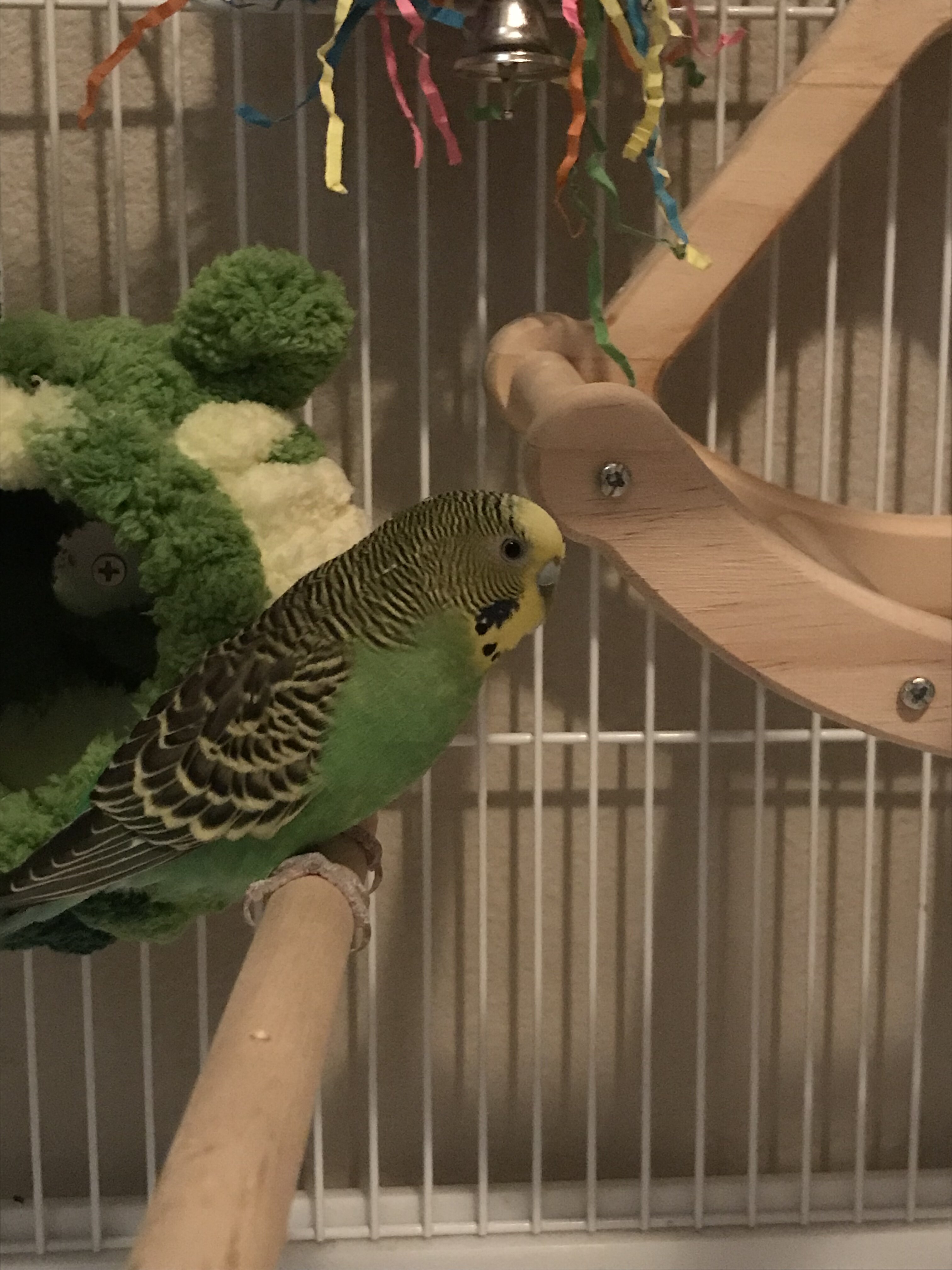 Parakeet image 2