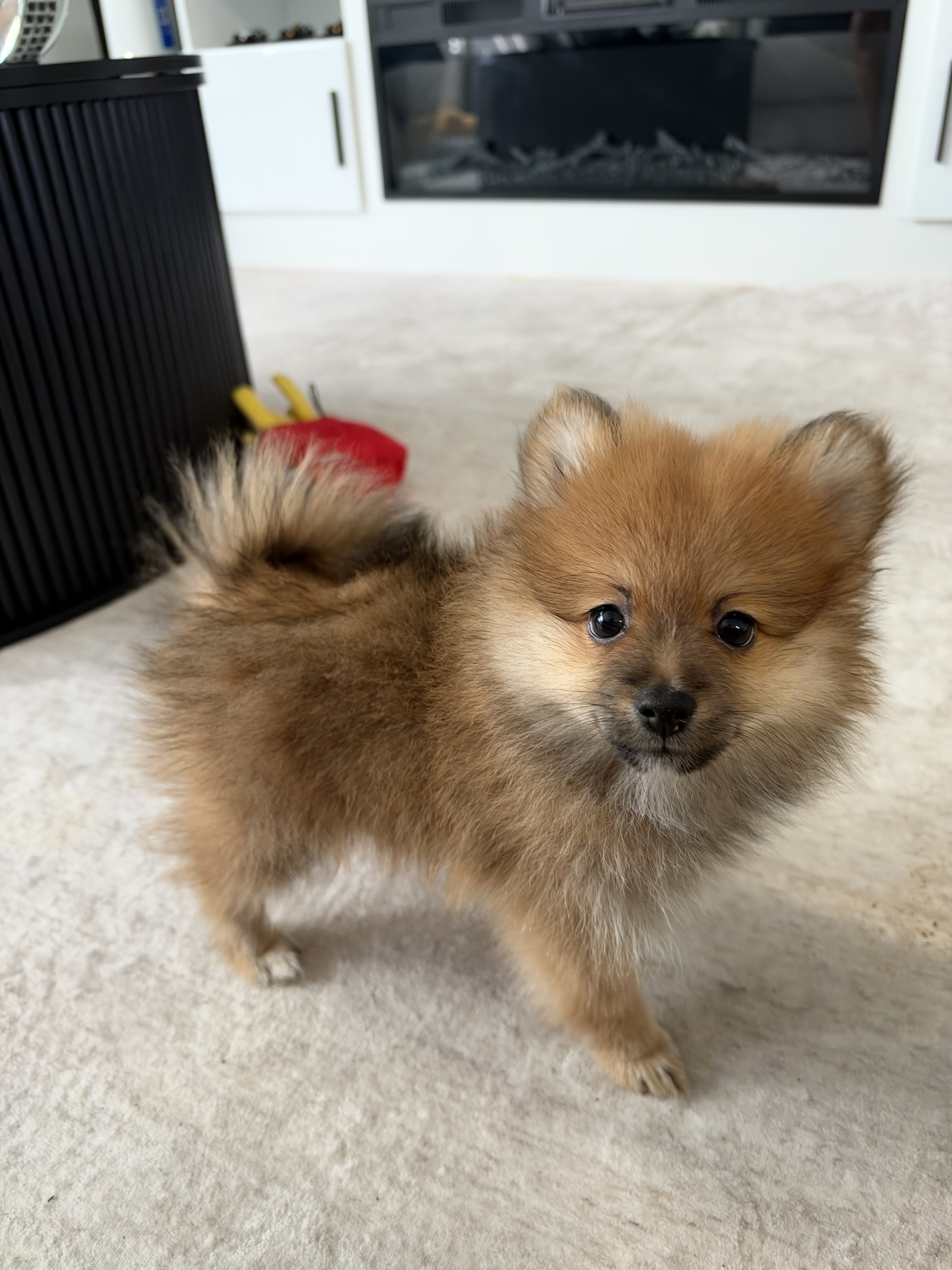 Pomeranian image 4