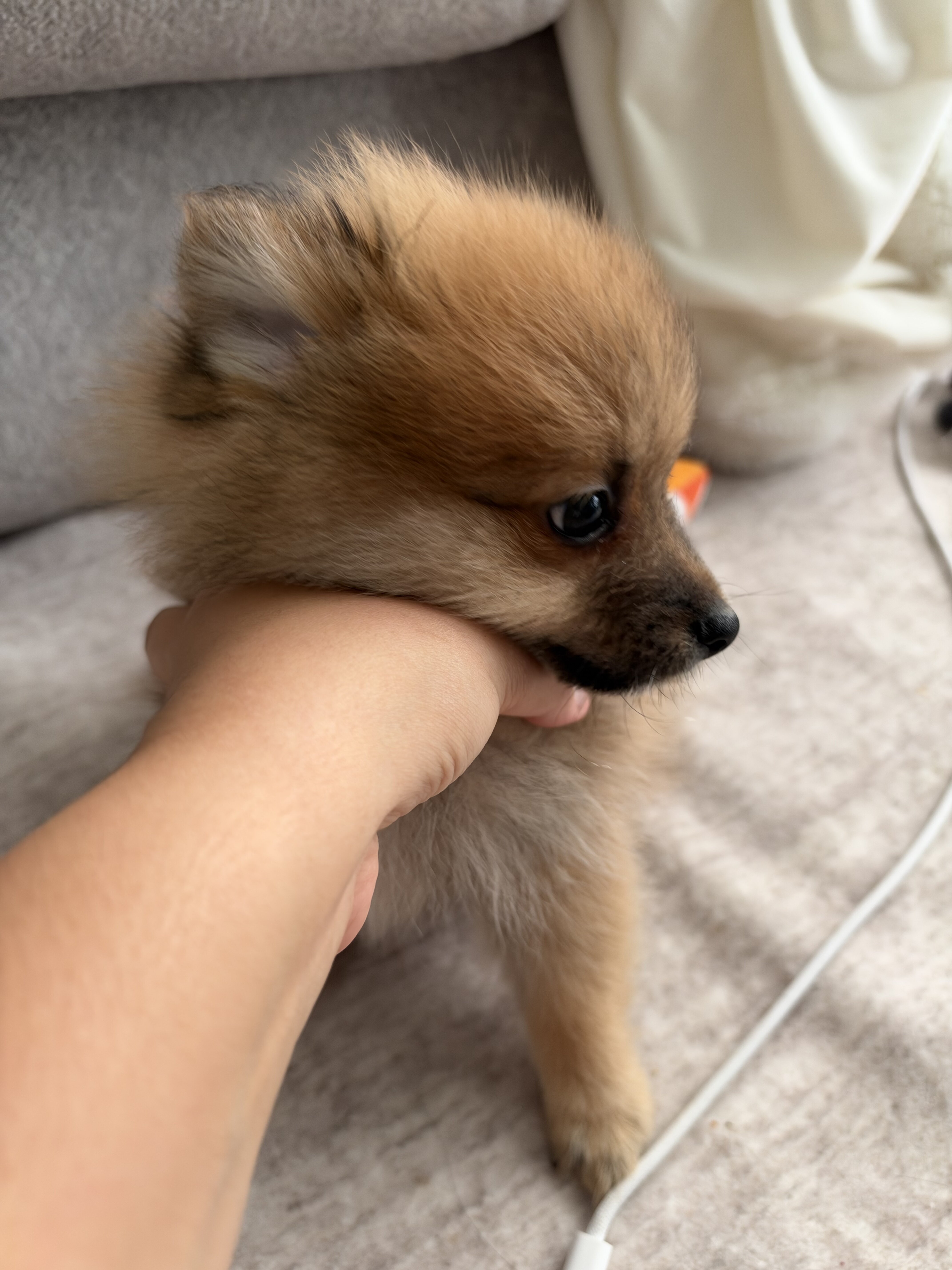 Pomeranian image 3